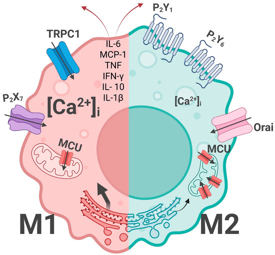 Intracellular Calcium as a Regulator of Polarization and Target