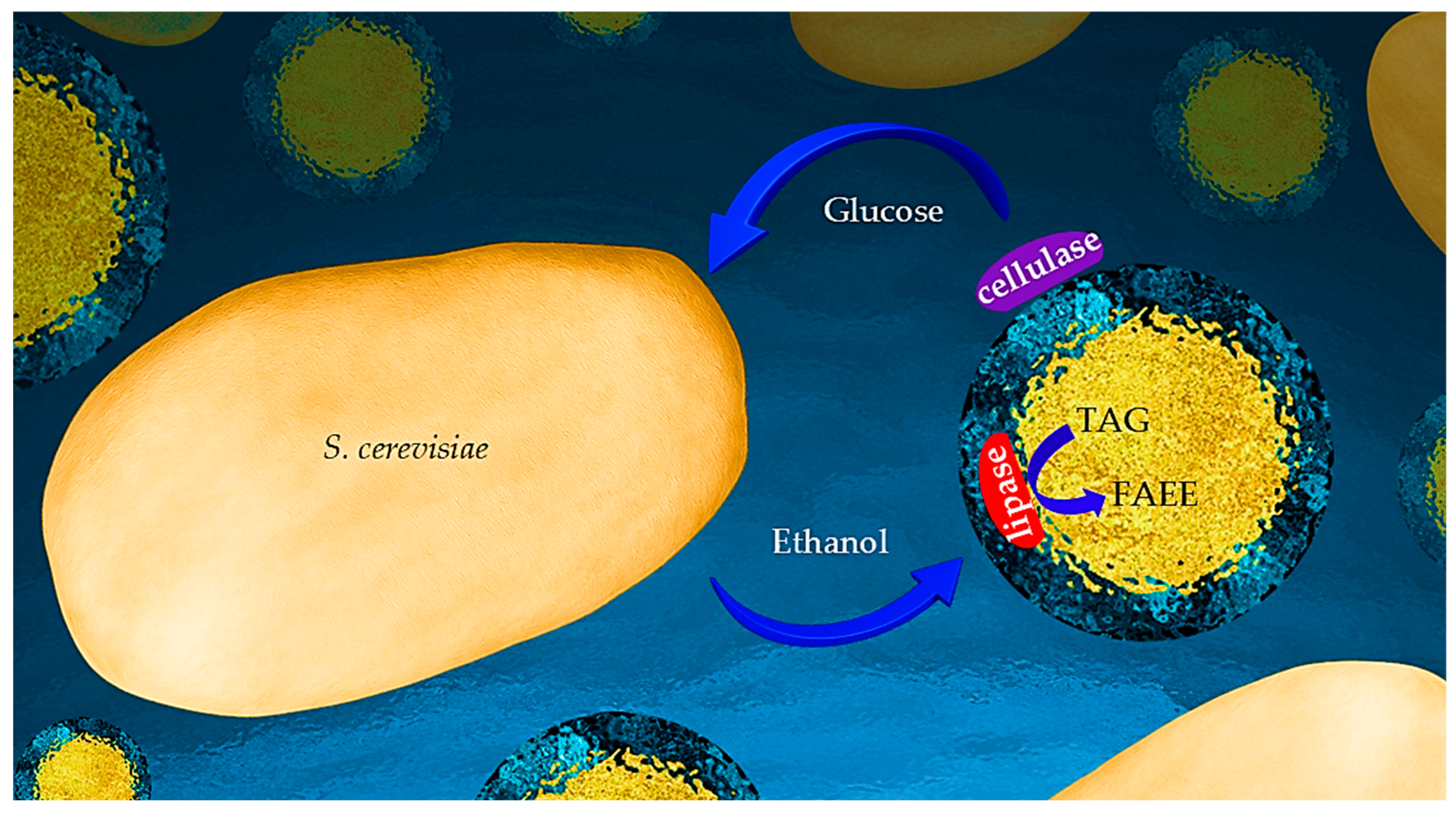 Ijms 26 11902 g001 Ijms 26 11902 g001