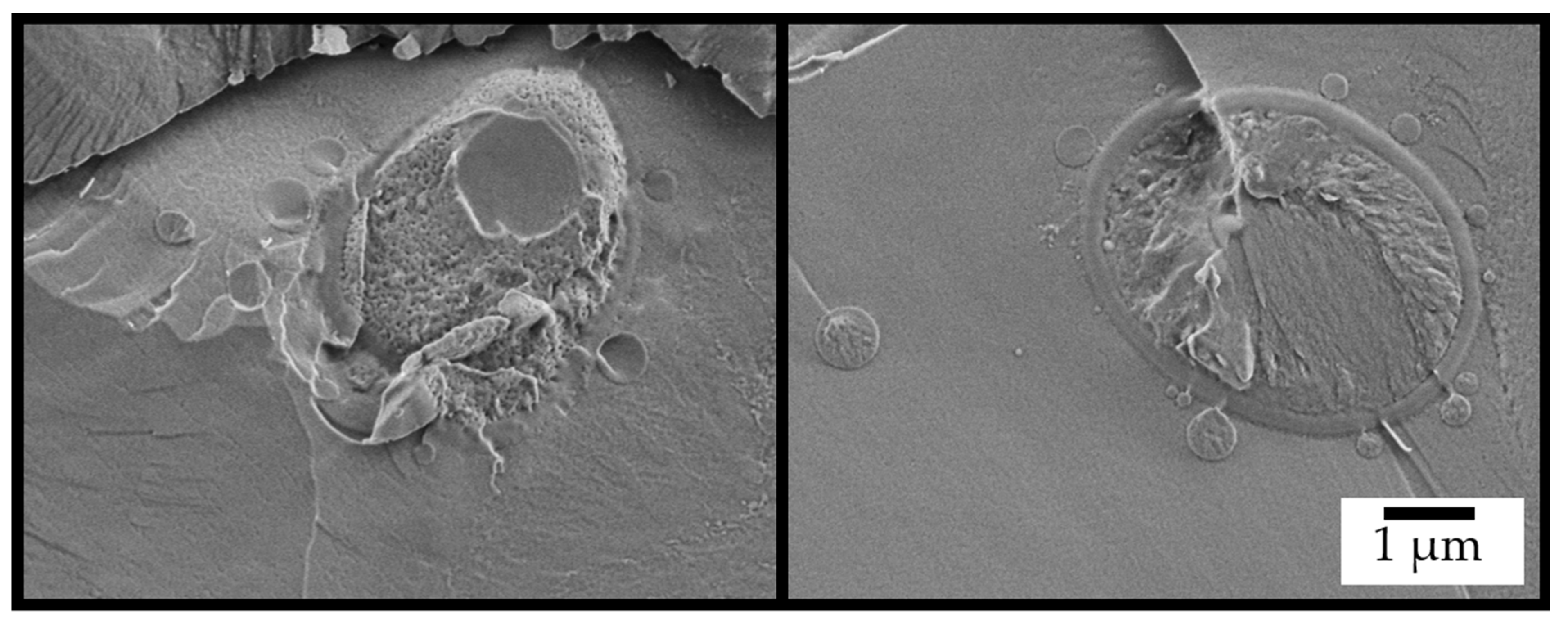 Ijms 26 11902 g003 Ijms 26 11902 g003