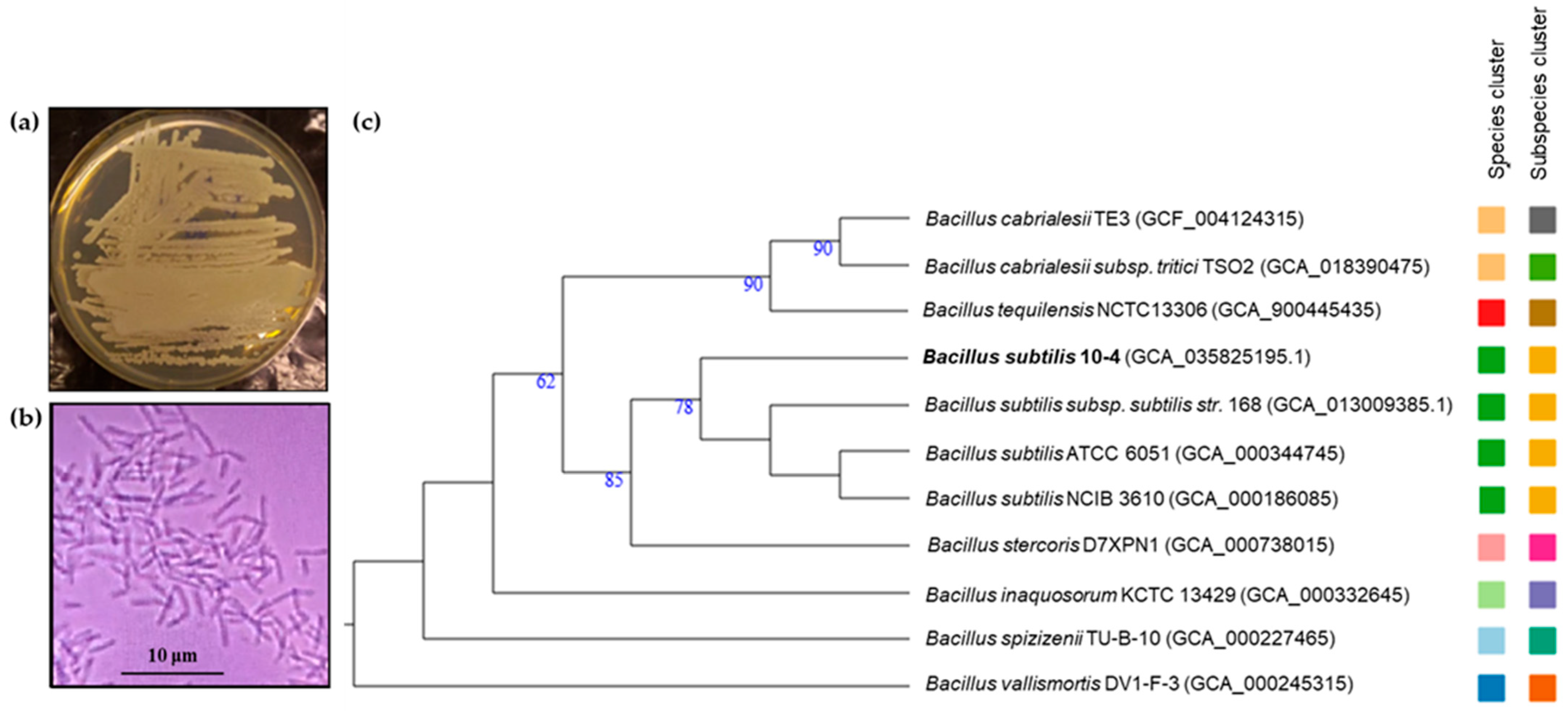 Ijms 26 11904 g003 Ijms 26 11904 g003