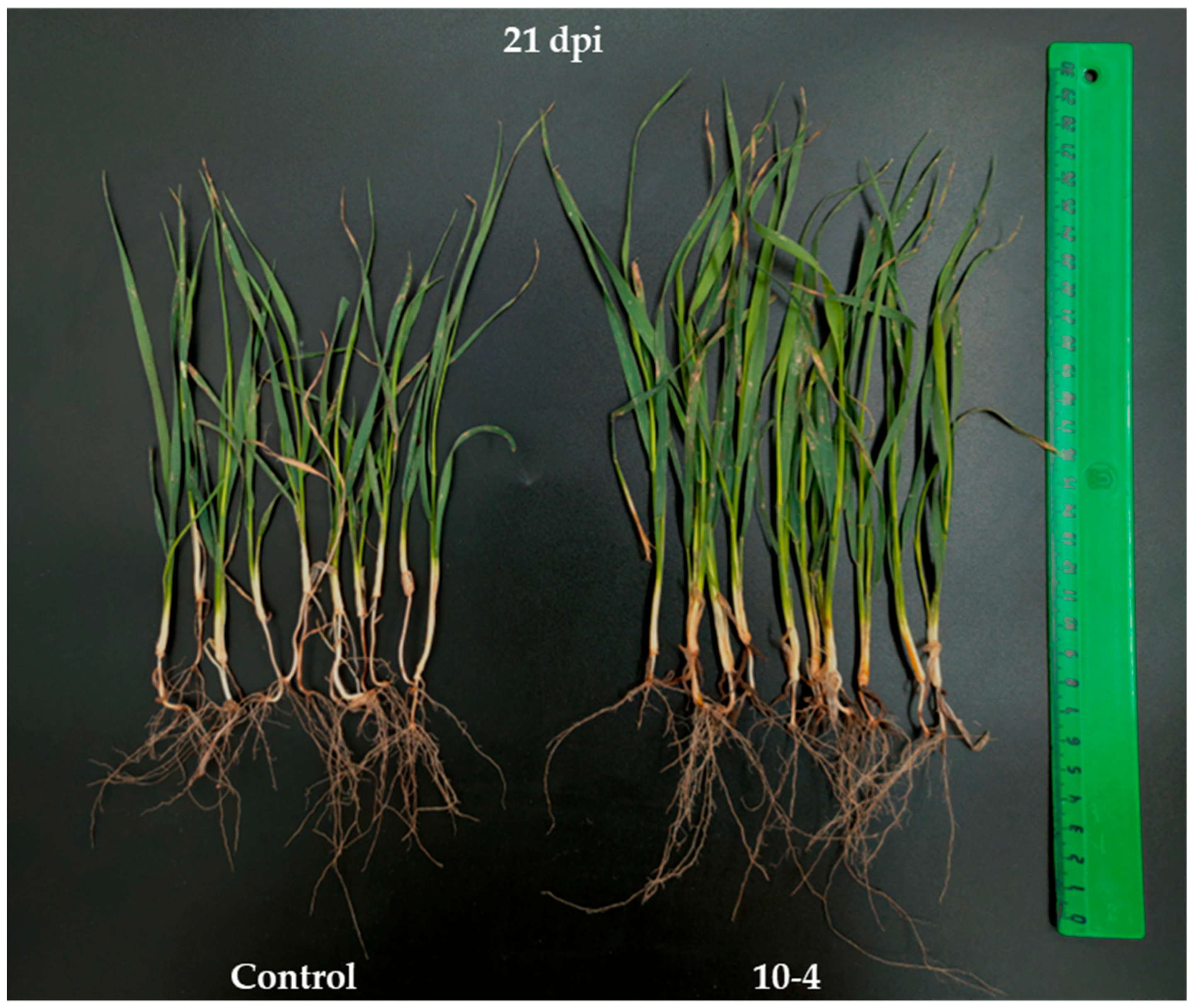 Ijms 26 11904 g006 Ijms 26 11904 g006