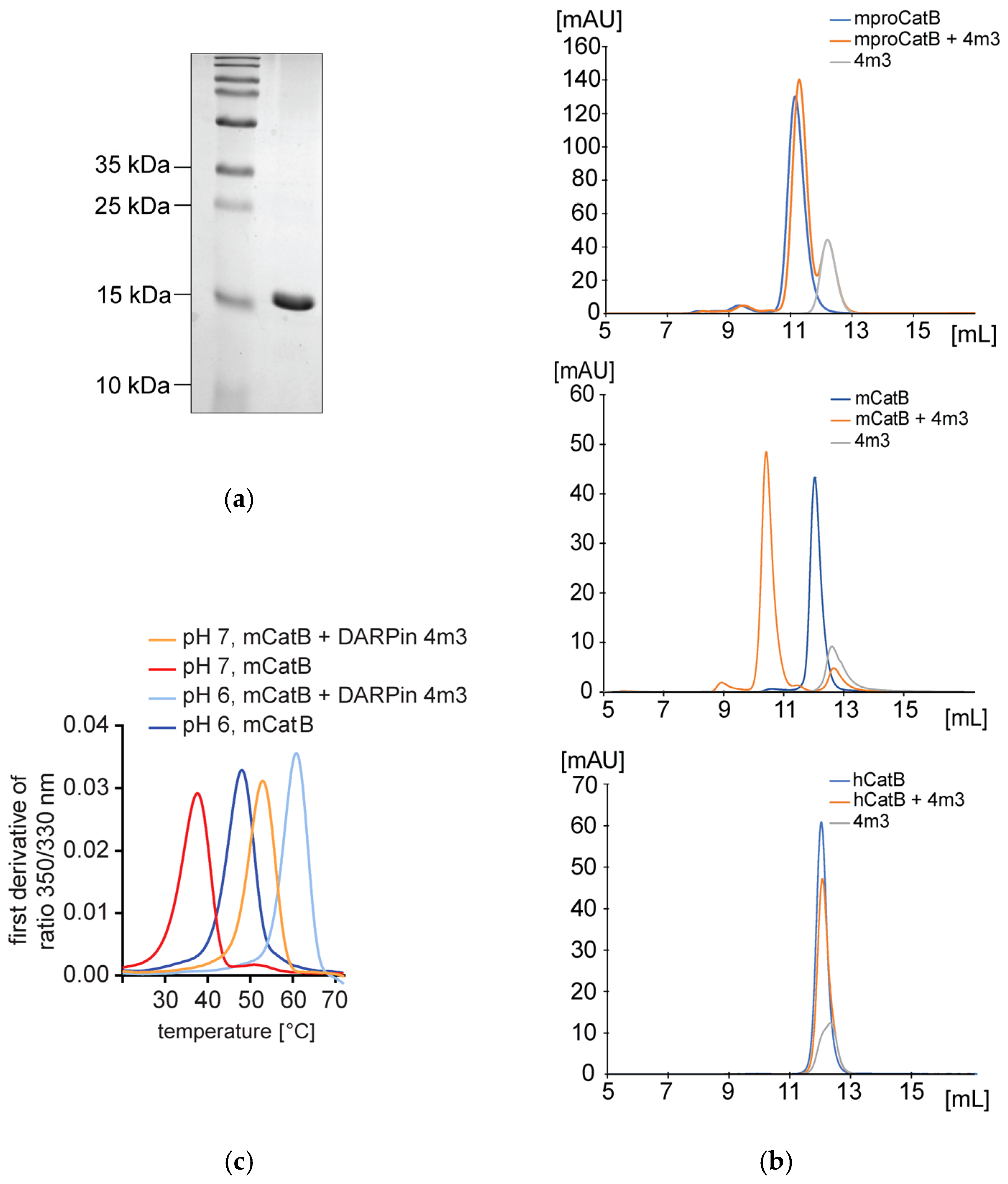 Ijms 26 11910 g001 Ijms 26 11910 g001