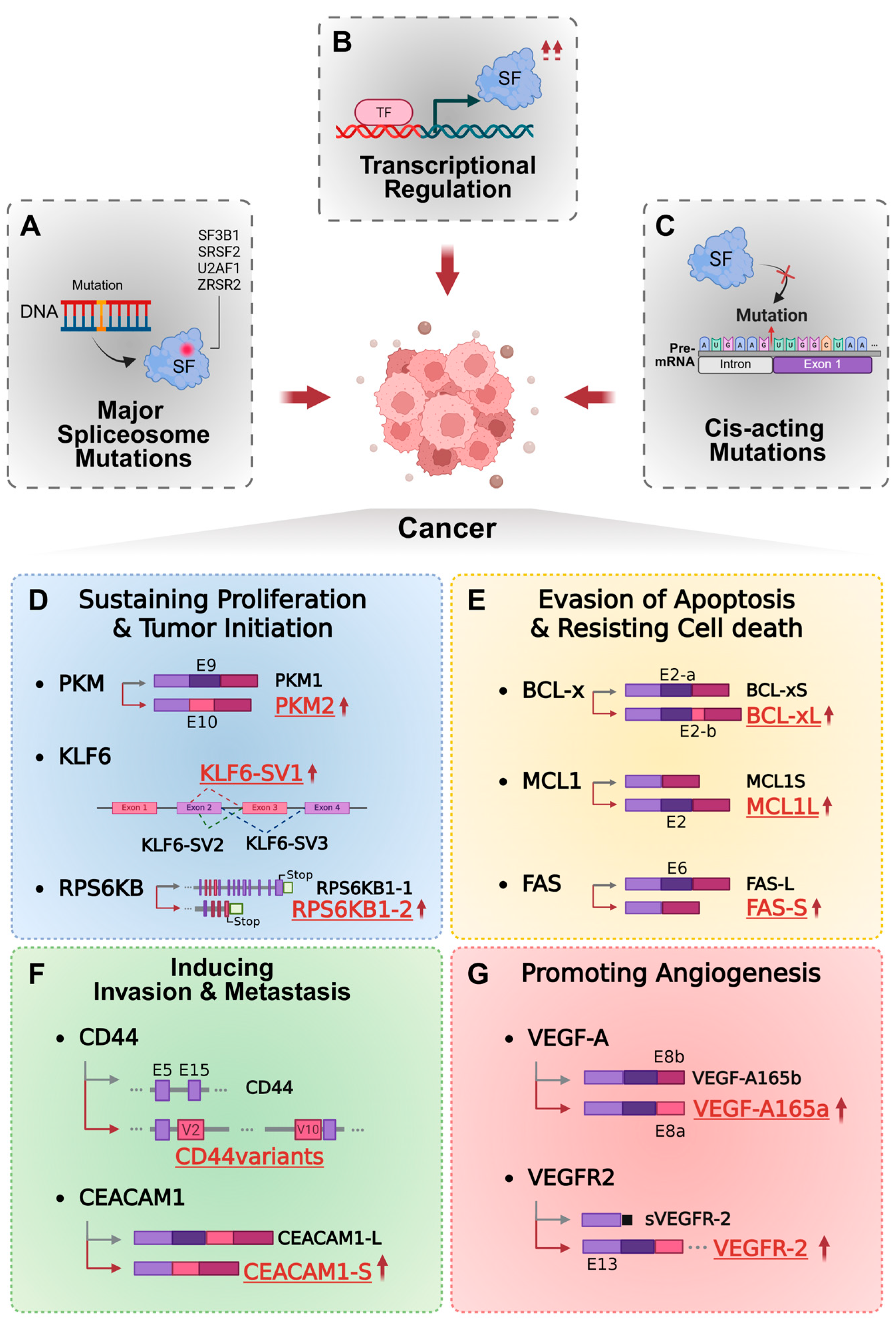 Ijms 26 11918 g001 Ijms 26 11918 g001