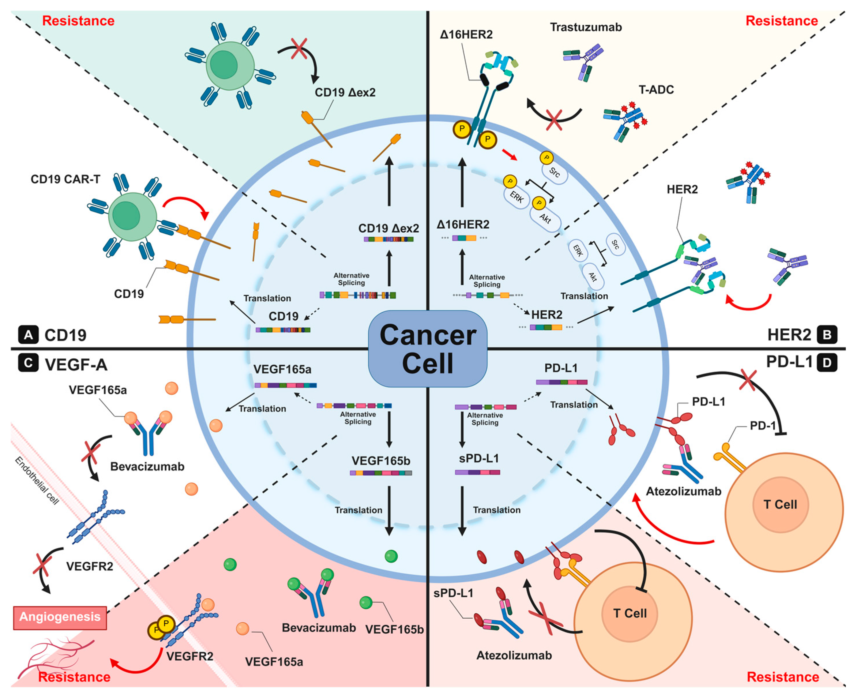 Ijms 26 11918 g002 Ijms 26 11918 g002