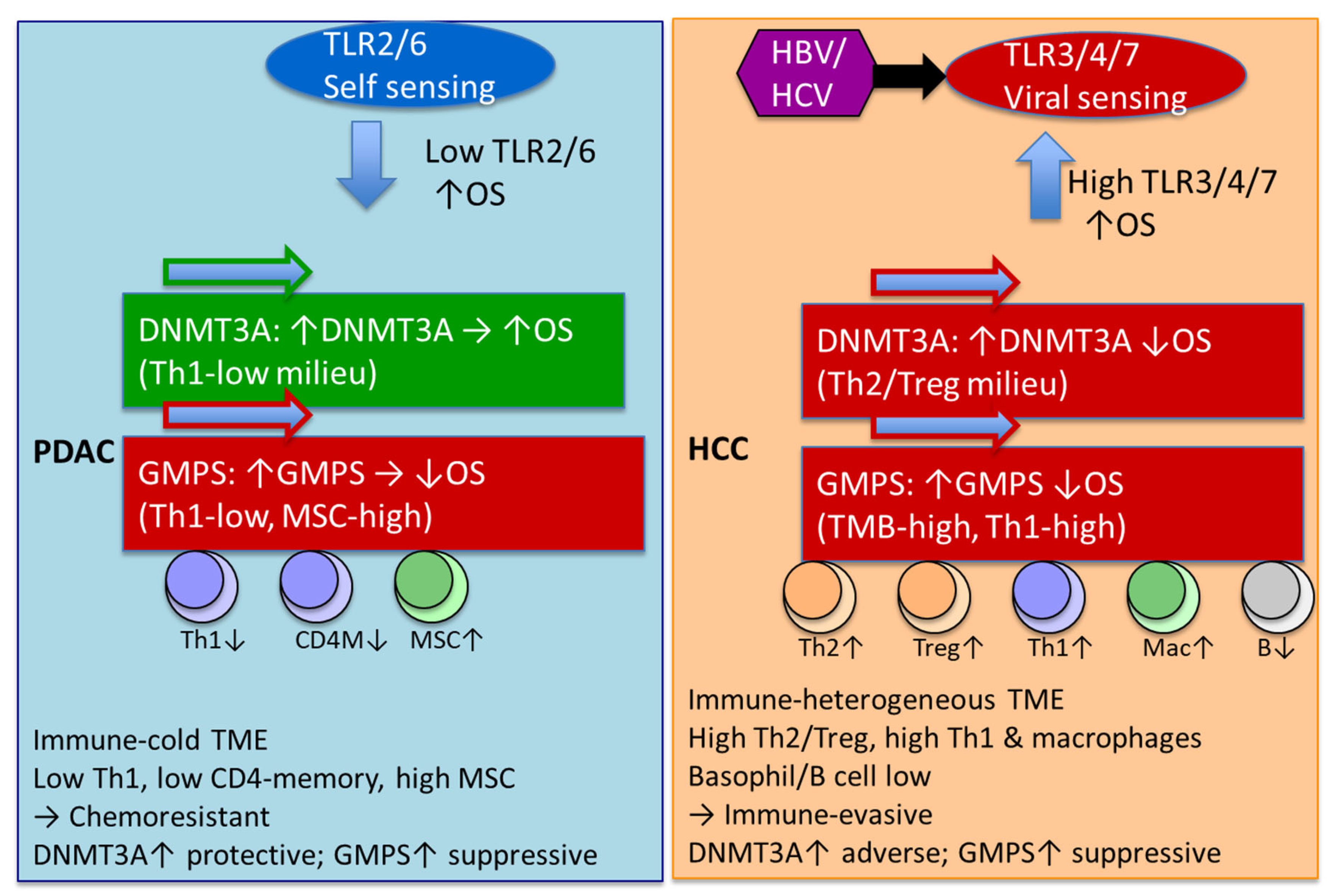 Ijms 26 11920 g006 Ijms 26 11920 g006