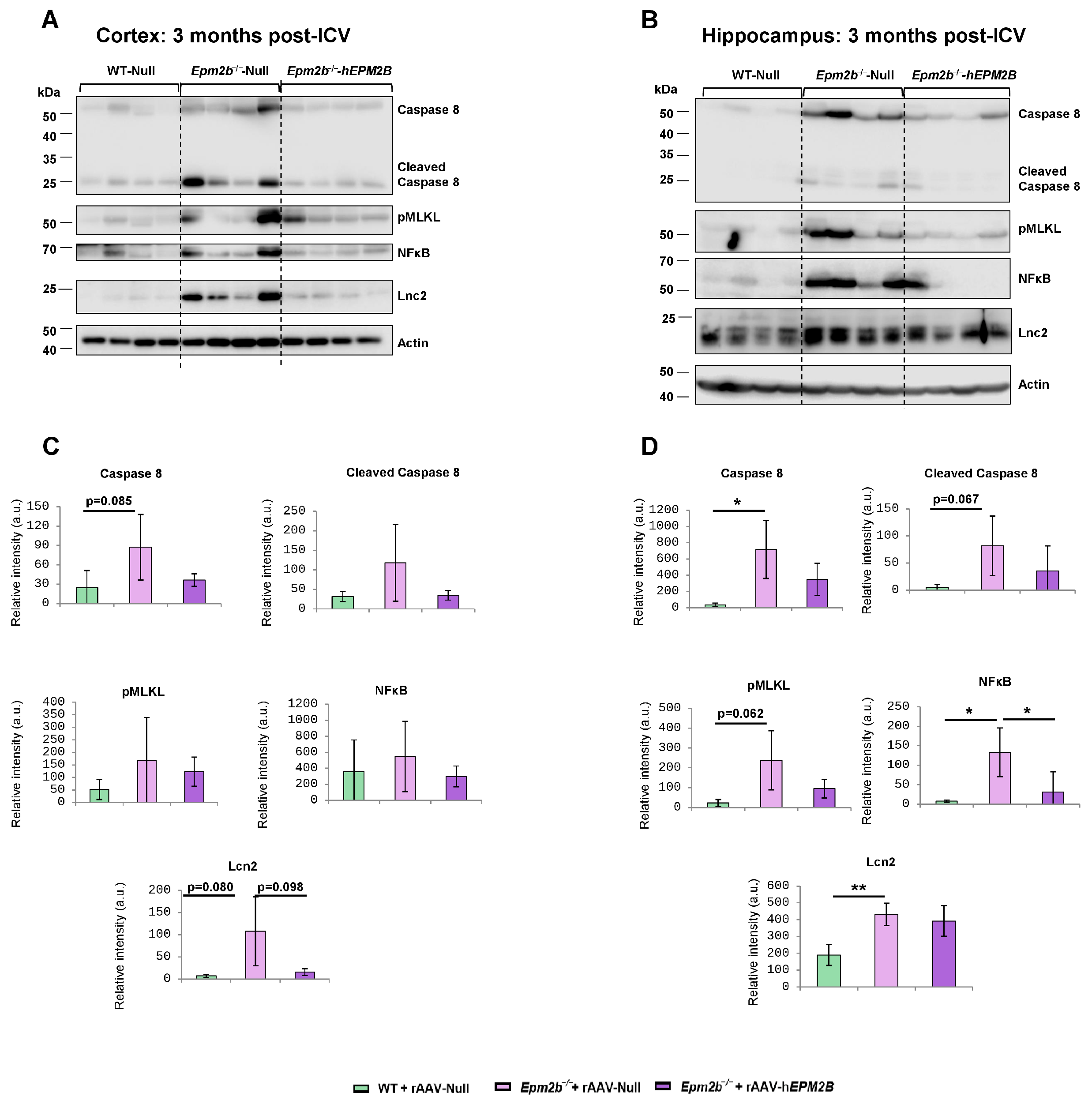 Ijms 26 11930 g005 Ijms 26 11930 g005