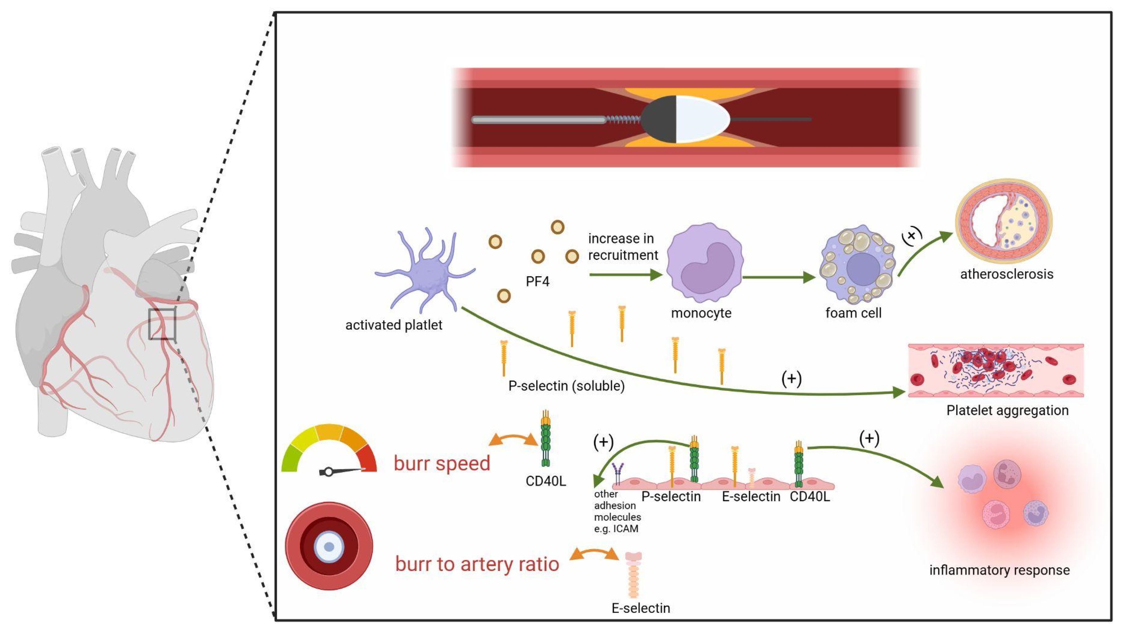 Ijms 26 11932 g001 Ijms 26 11932 g001