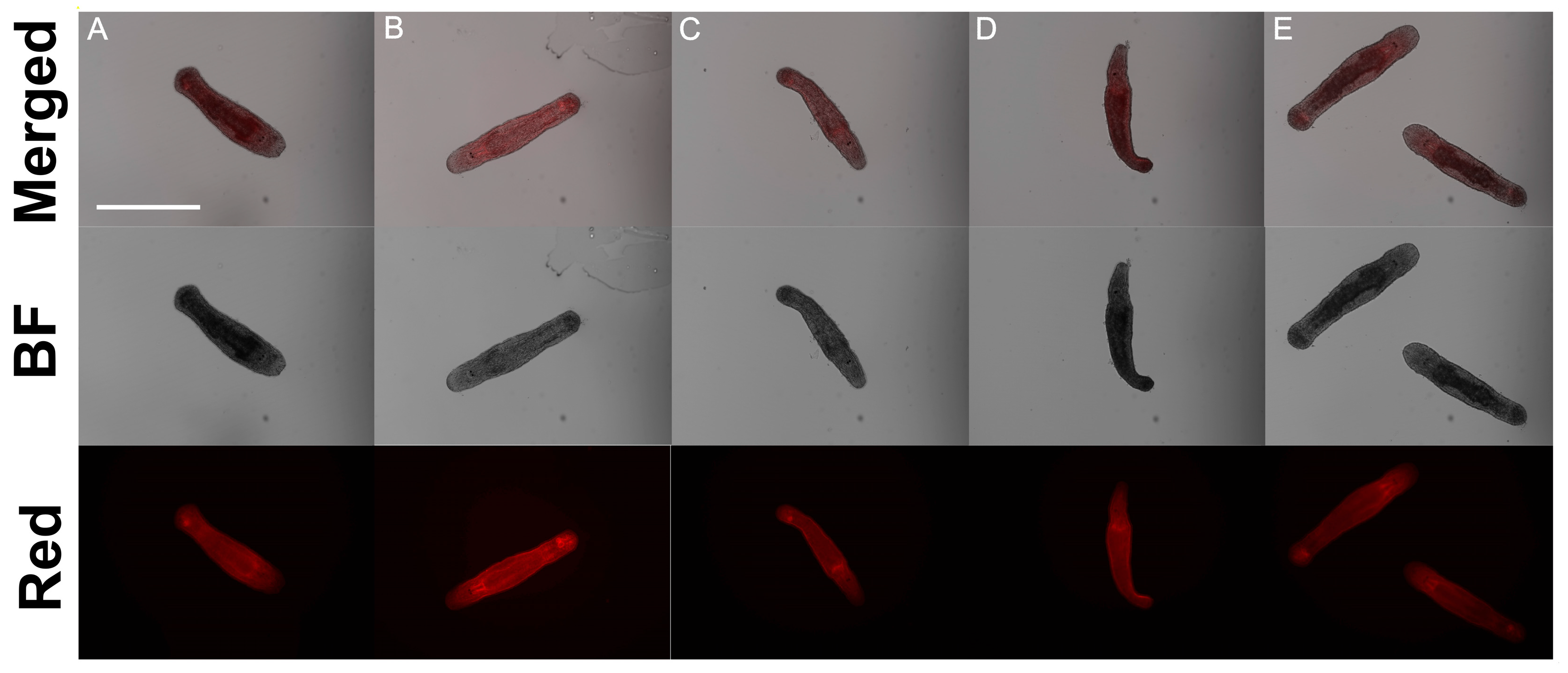 Ijms 26 11934 g002 Ijms 26 11934 g002