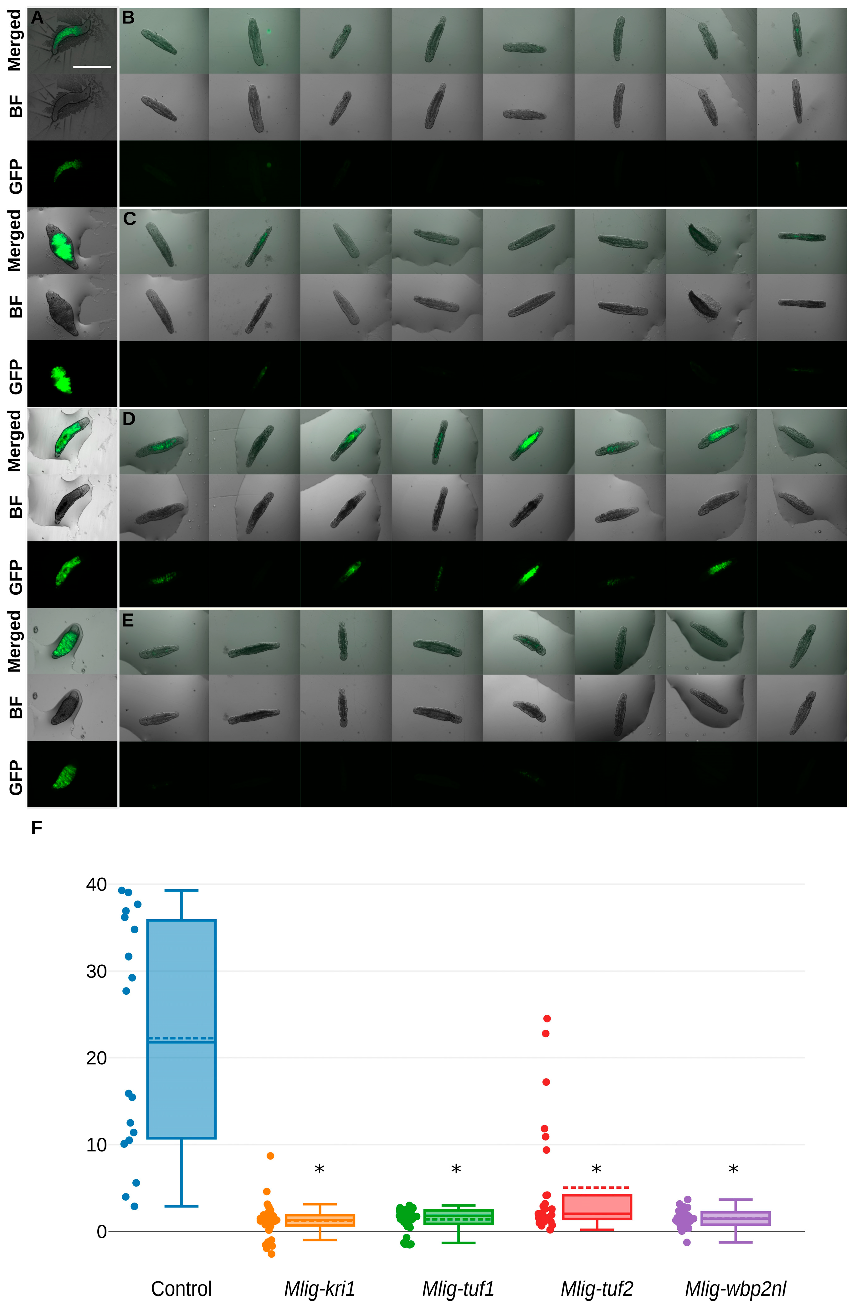Ijms 26 11934 g003 Ijms 26 11934 g003