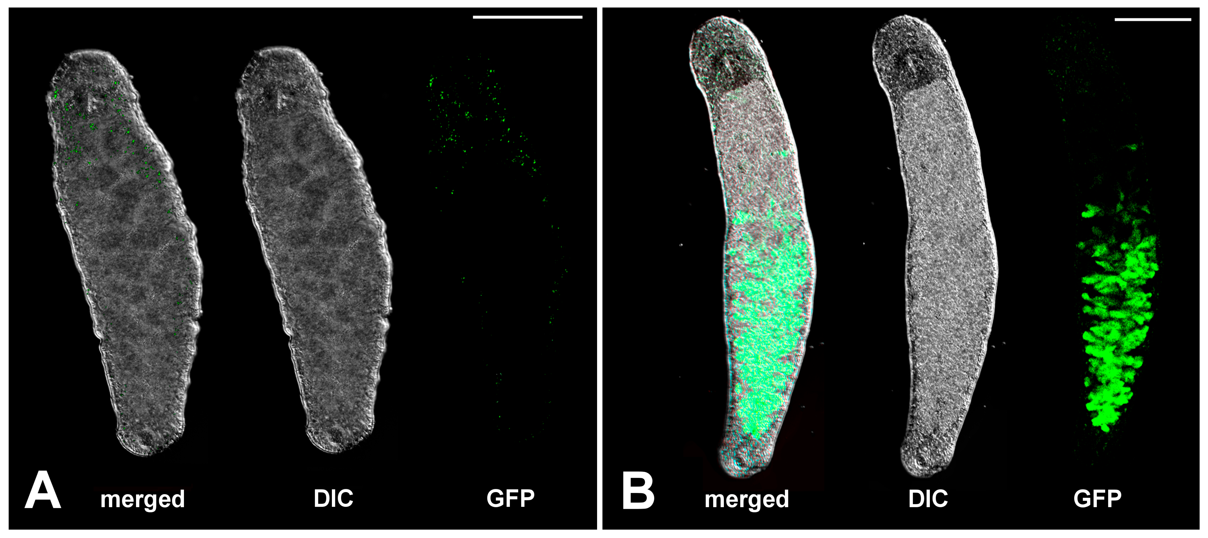 Ijms 26 11934 g004 Ijms 26 11934 g004