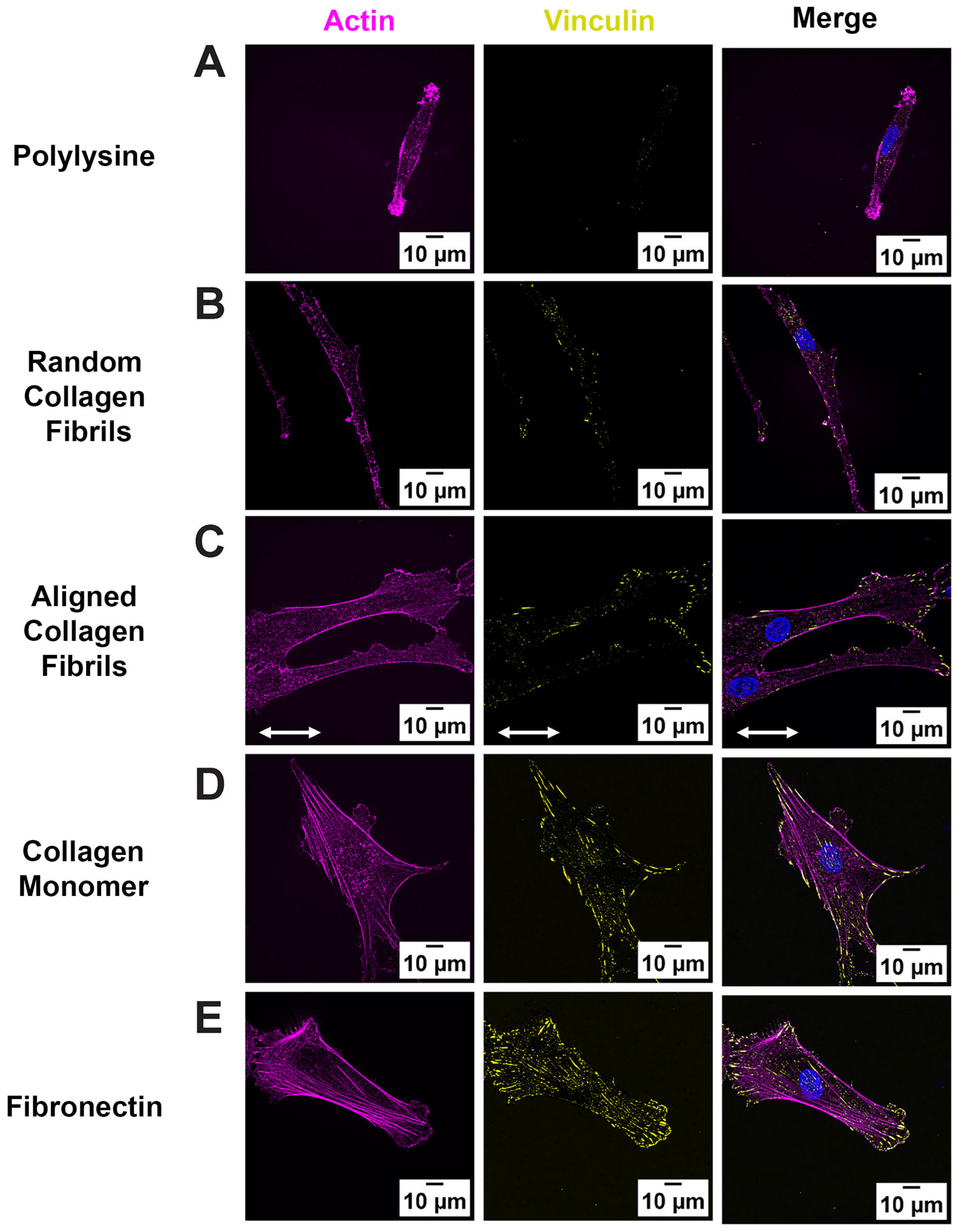 Ijms 26 11935 g001 Ijms 26 11935 g001