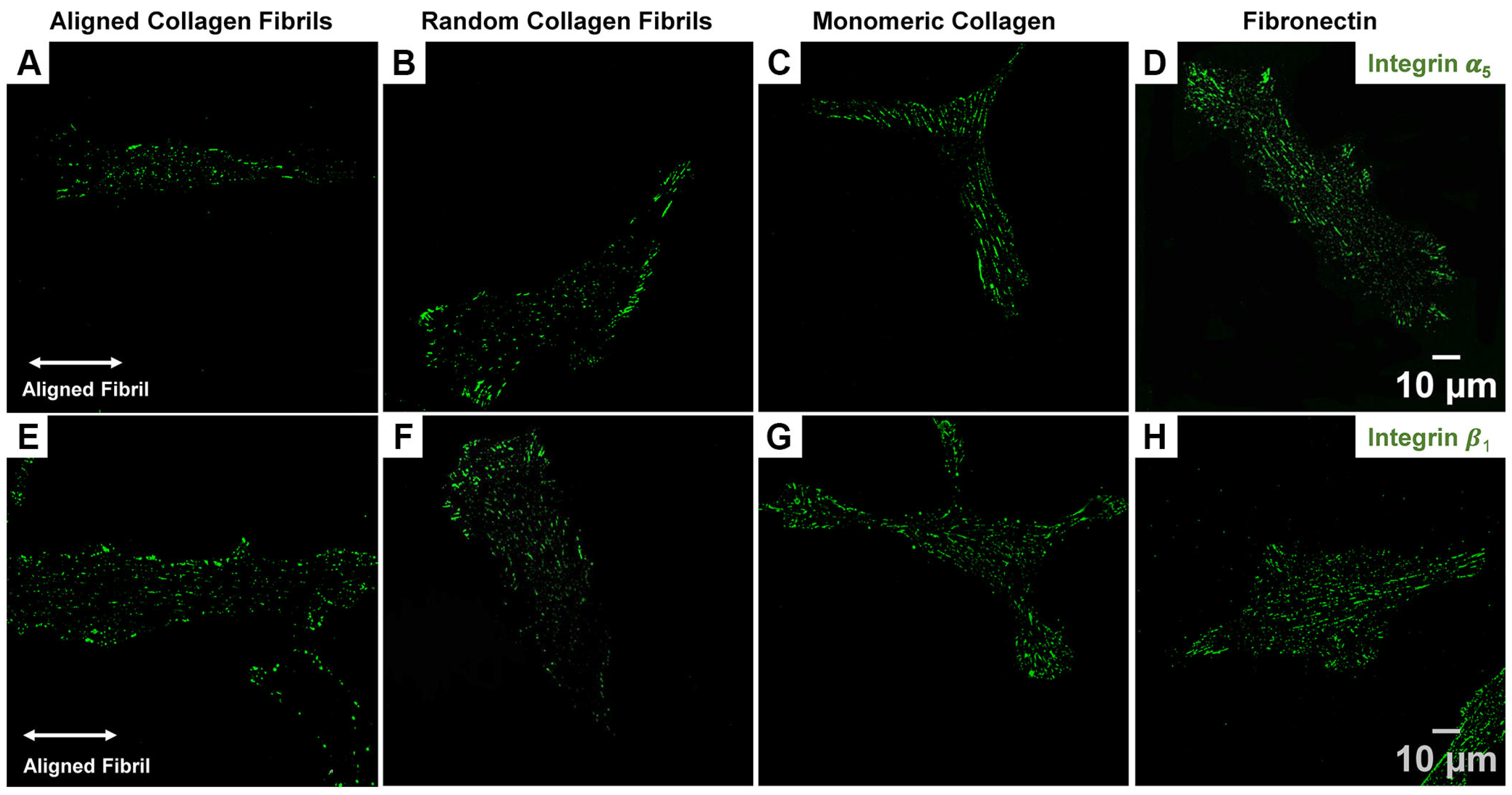Ijms 26 11935 g003 Ijms 26 11935 g003