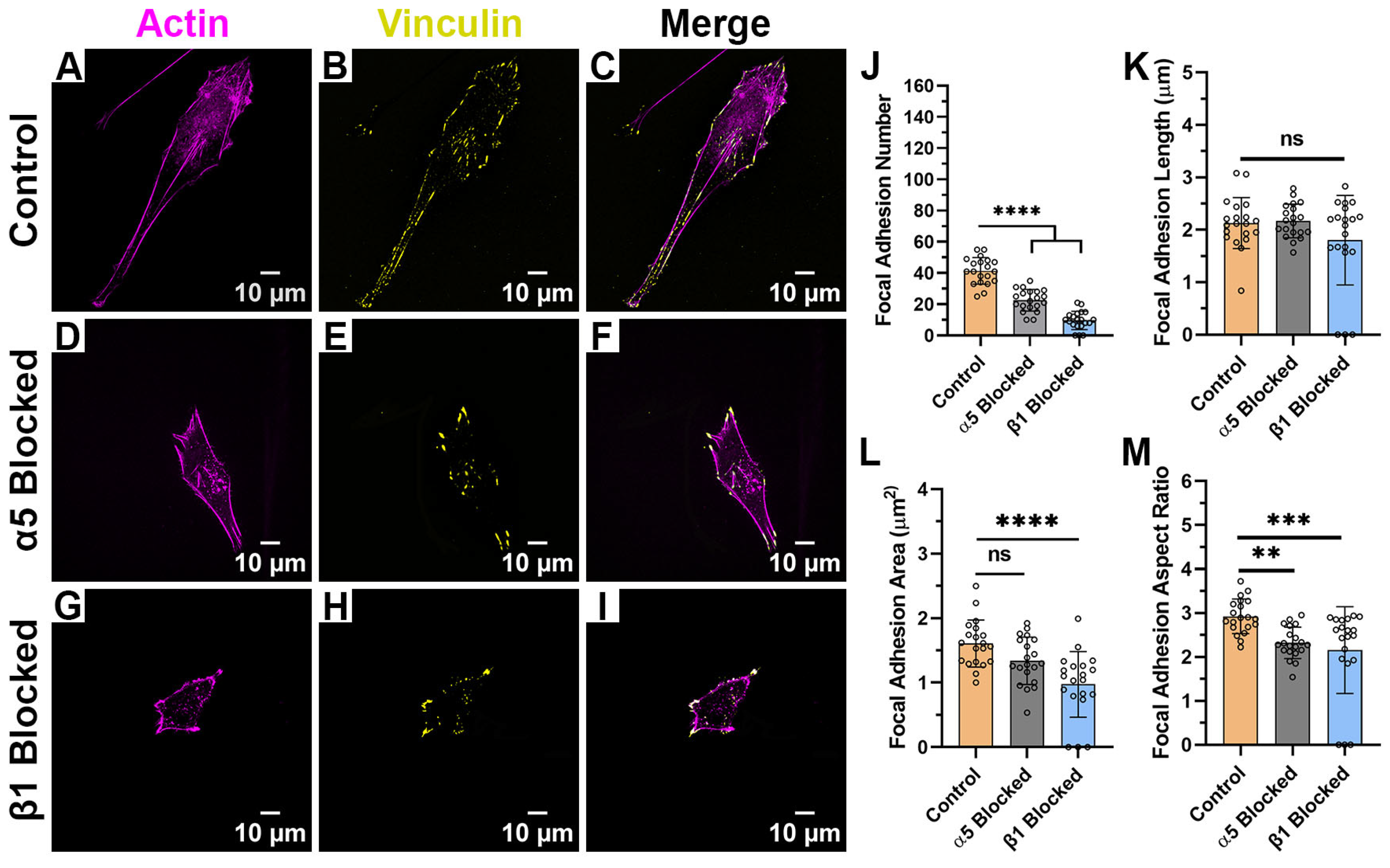 Ijms 26 11935 g005 Ijms 26 11935 g005