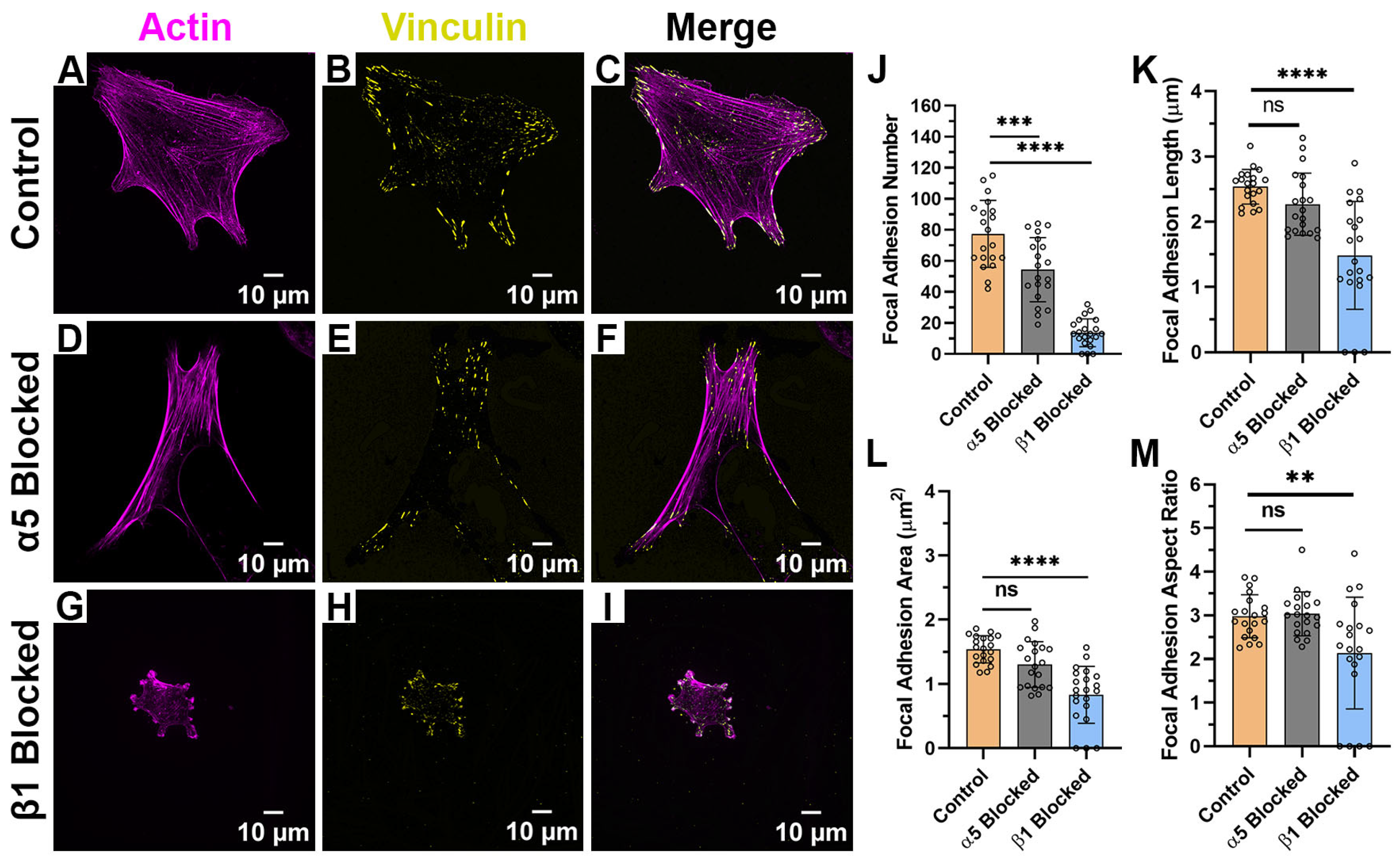 Ijms 26 11935 g006 Ijms 26 11935 g006