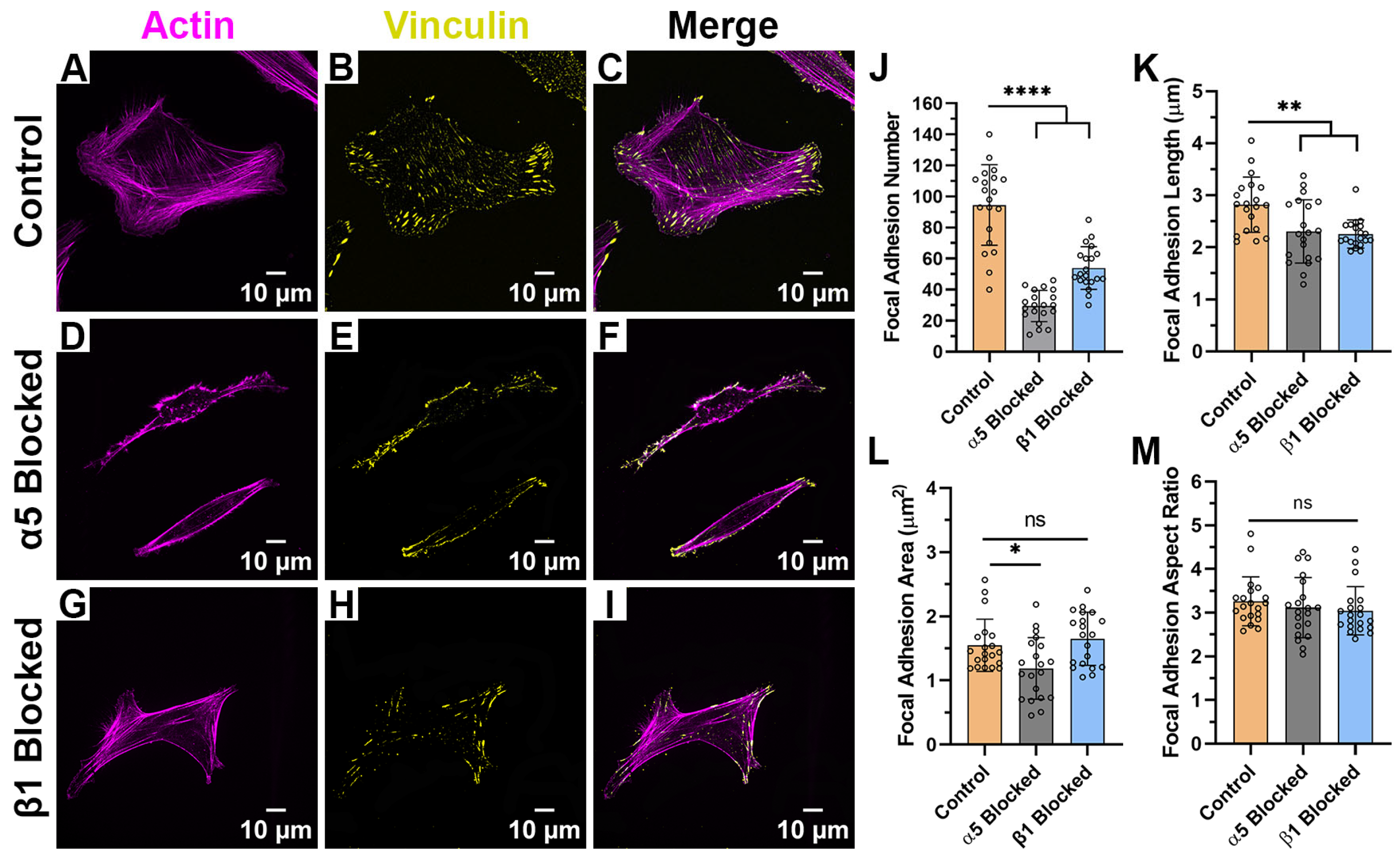 Ijms 26 11935 g007 Ijms 26 11935 g007