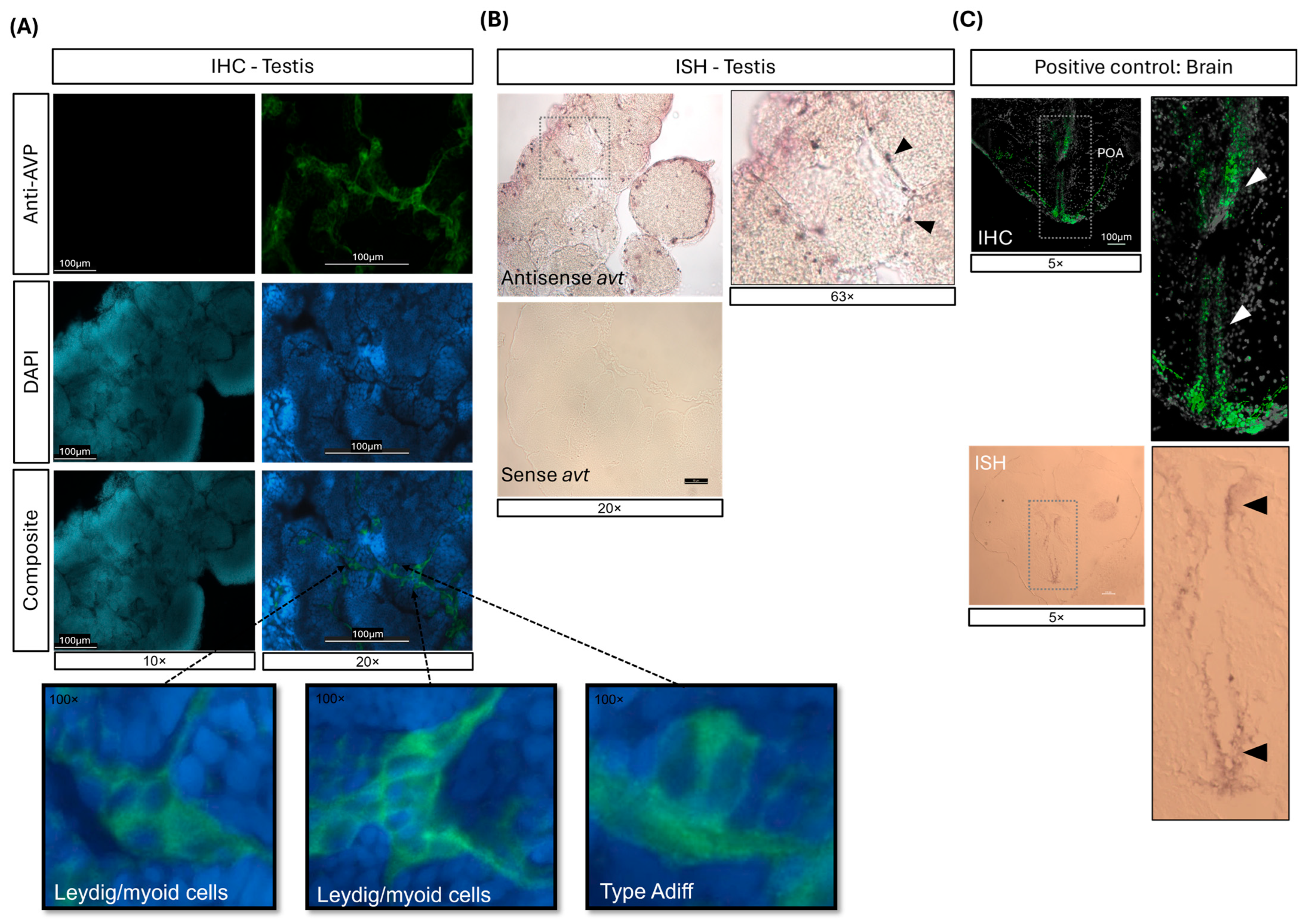 Ijms 26 11938 g001 Ijms 26 11938 g001