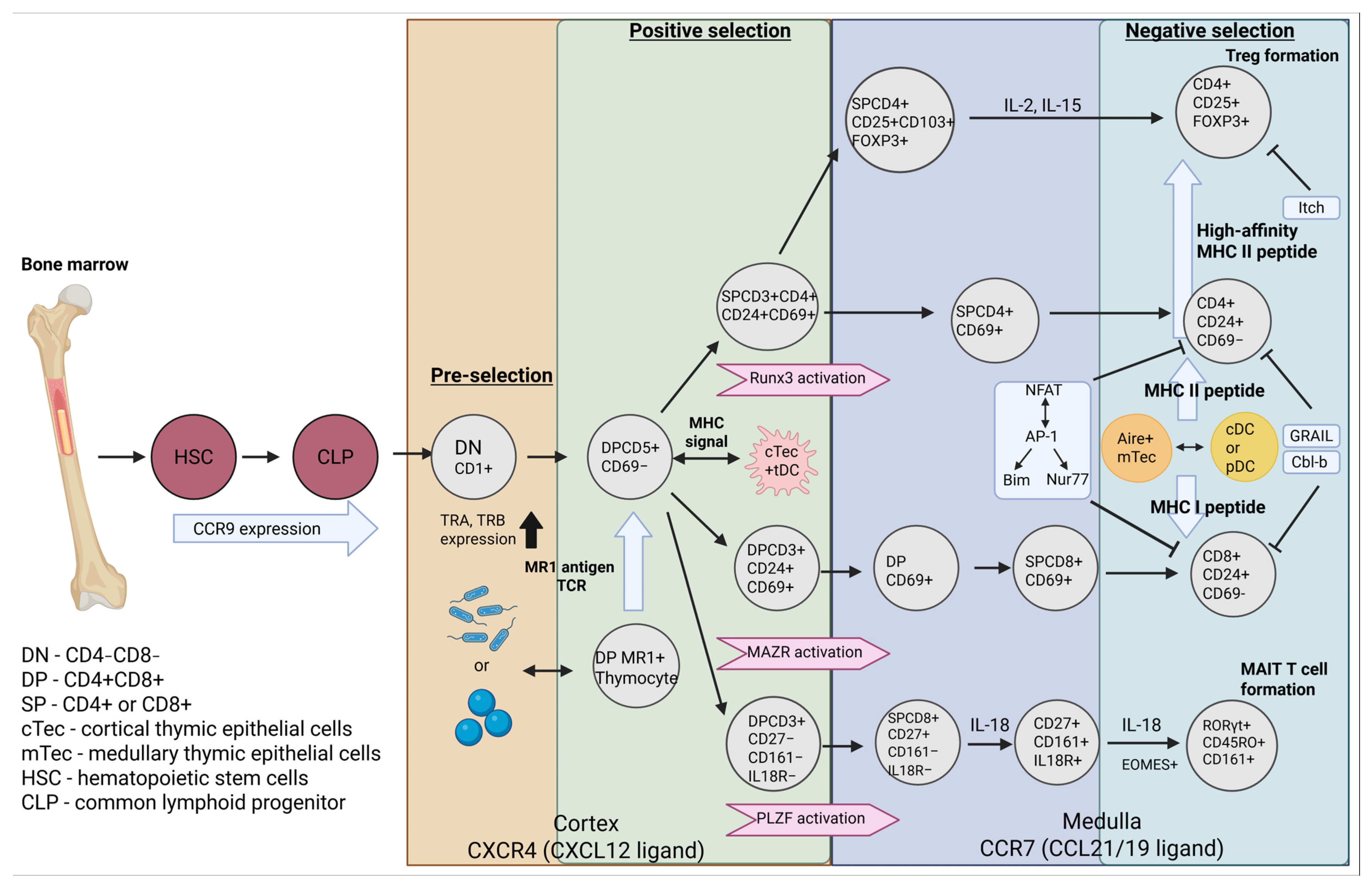 Ijms 26 11939 g001 Ijms 26 11939 g001