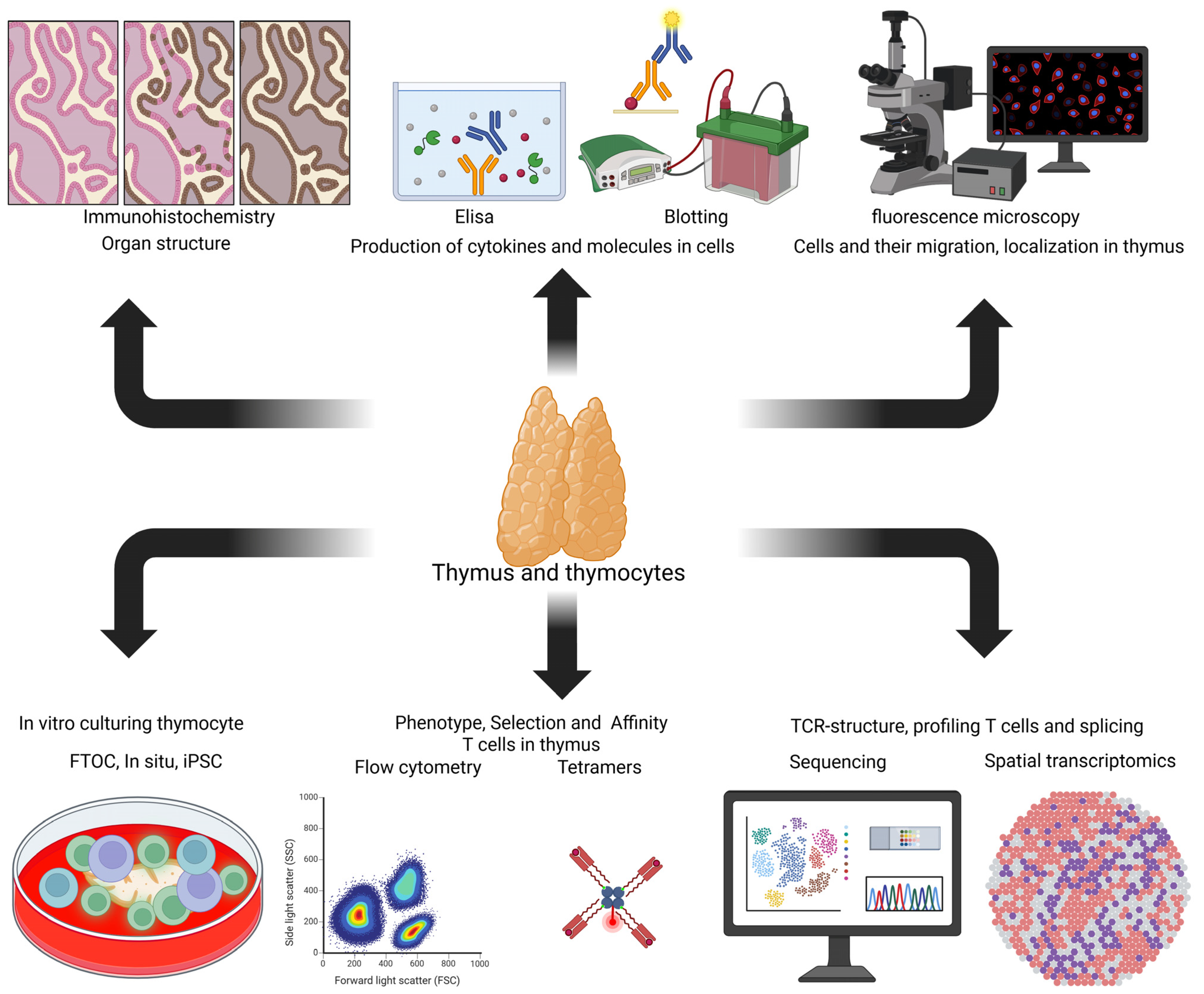 Ijms 26 11939 g003 Ijms 26 11939 g003