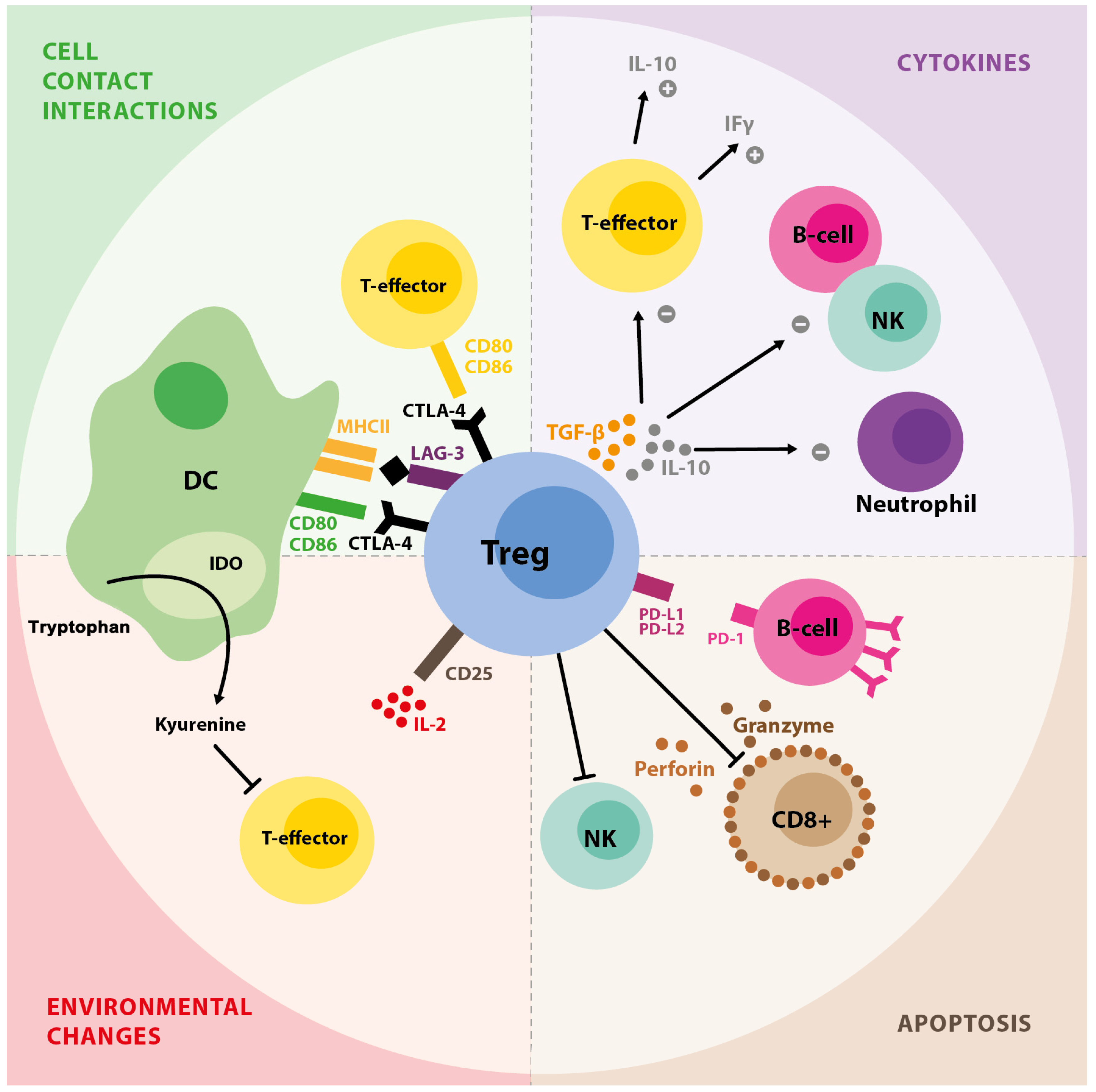 Ijms 26 11944 g001 Ijms 26 11944 g001