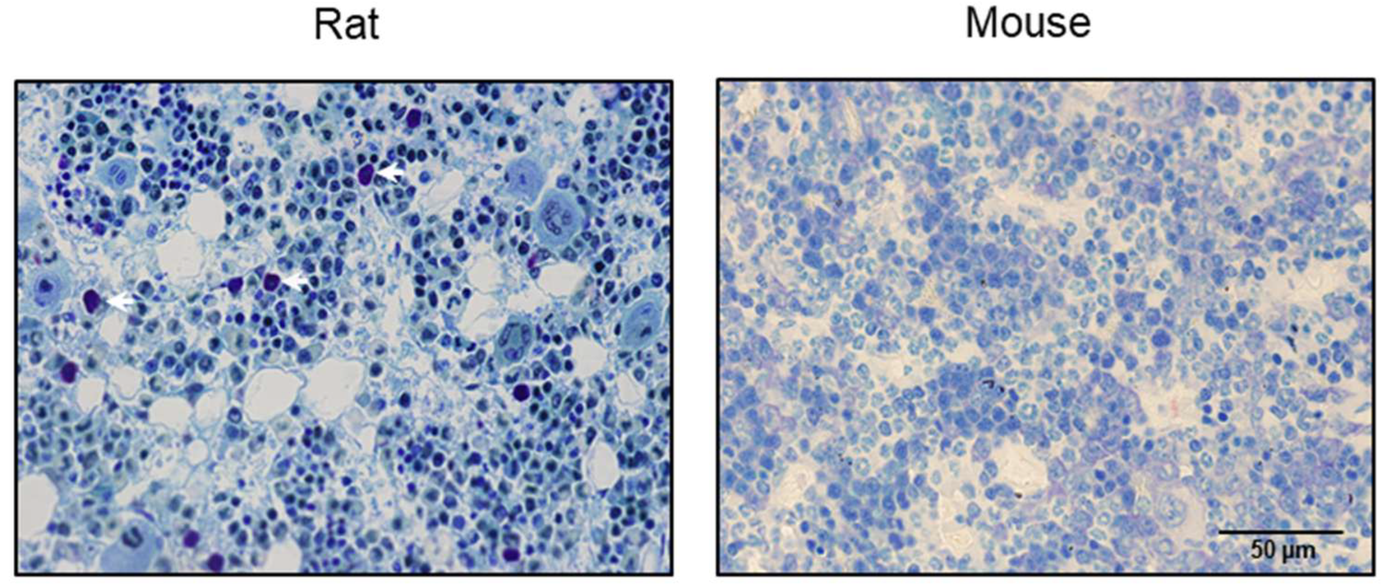 Ijms 26 11952 g001 Ijms 26 11952 g001