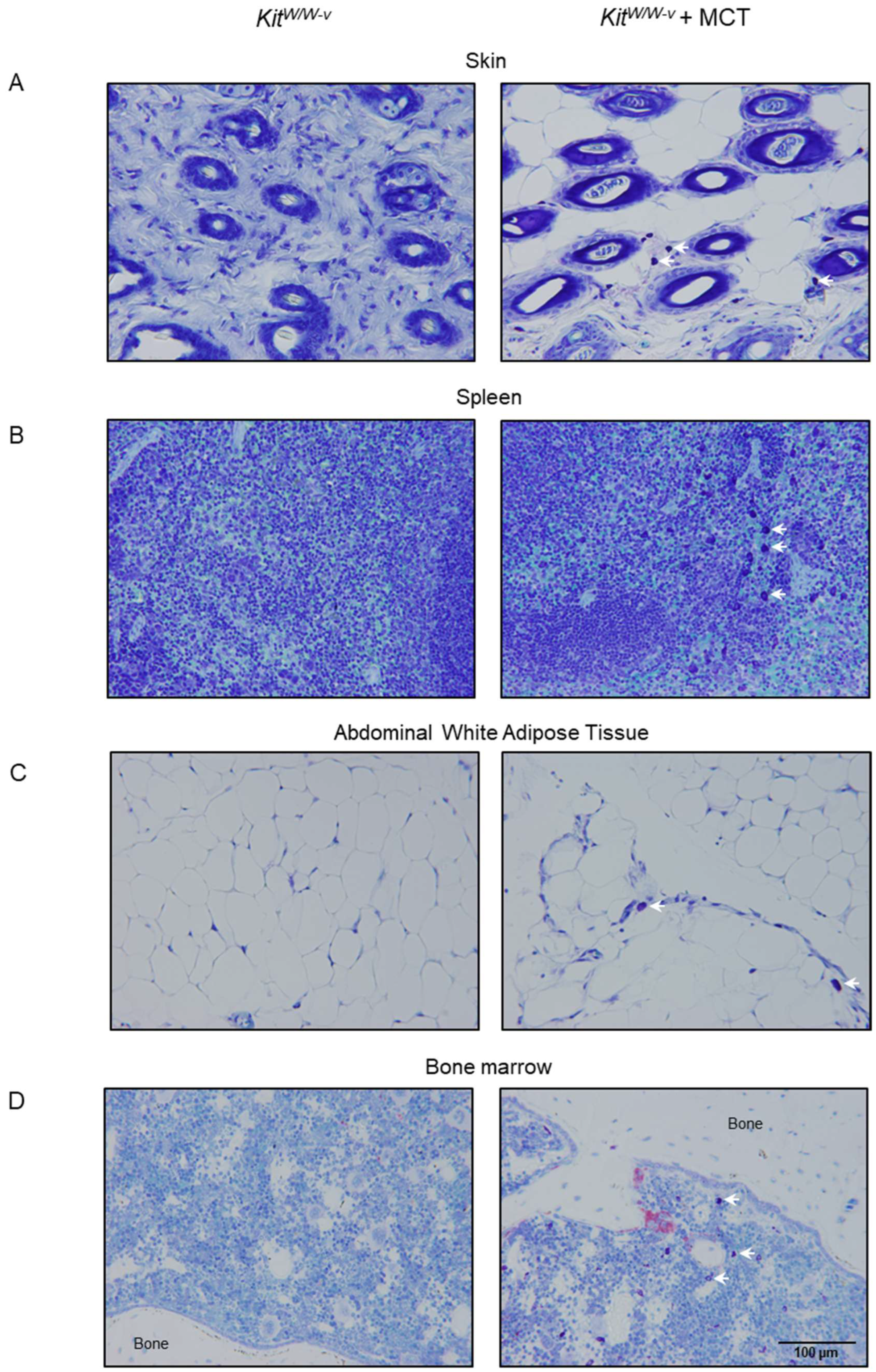 Ijms 26 11952 g003 Ijms 26 11952 g003