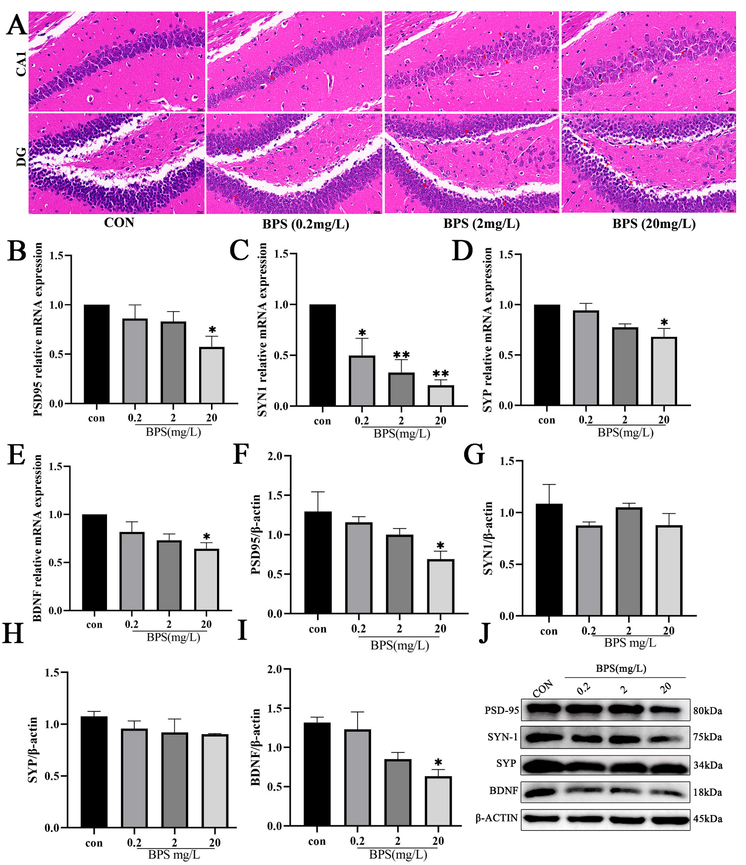 Ijms 26 11953 g002 Ijms 26 11953 g002