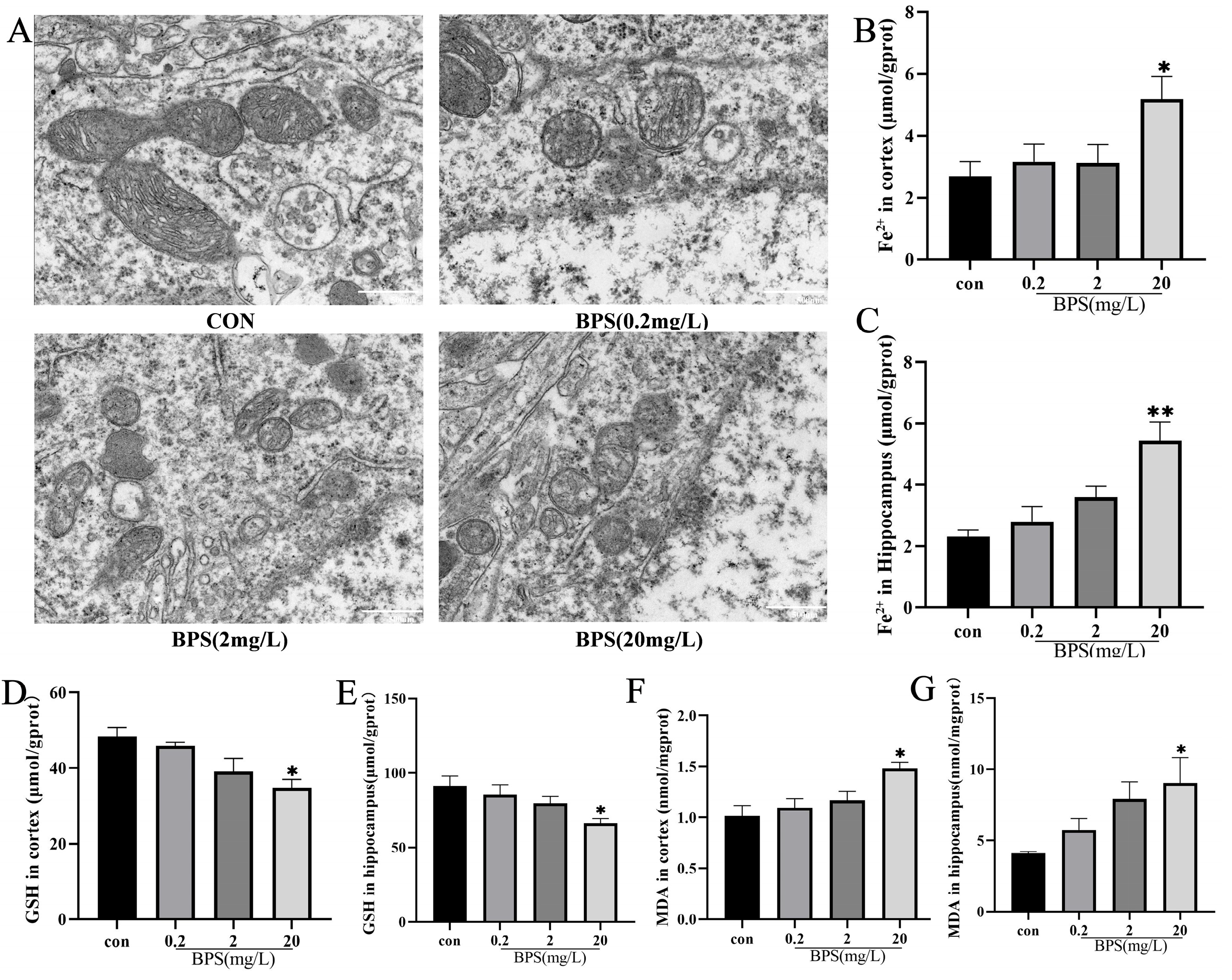 Ijms 26 11953 g003 Ijms 26 11953 g003