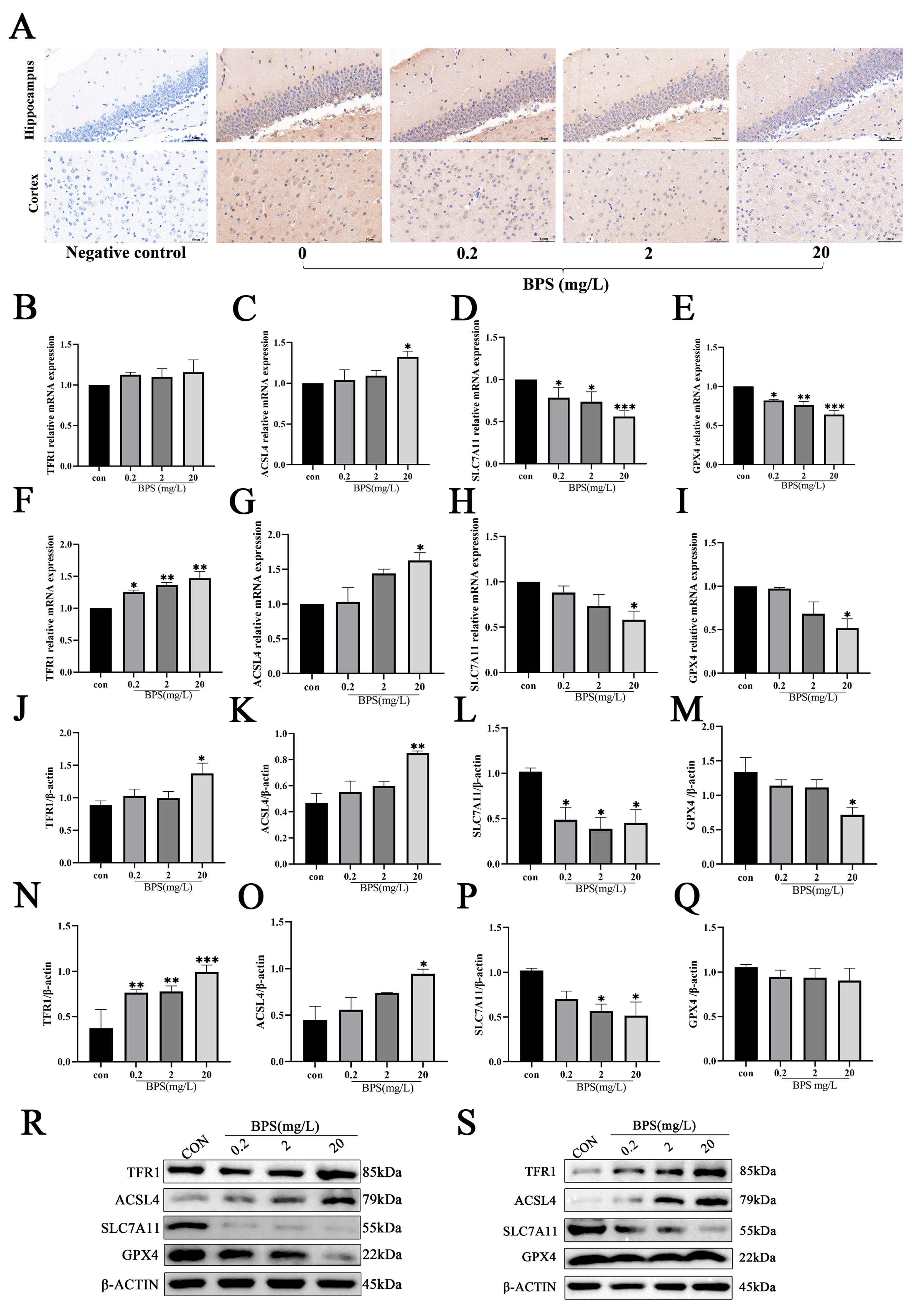 Ijms 26 11953 g004 Ijms 26 11953 g004