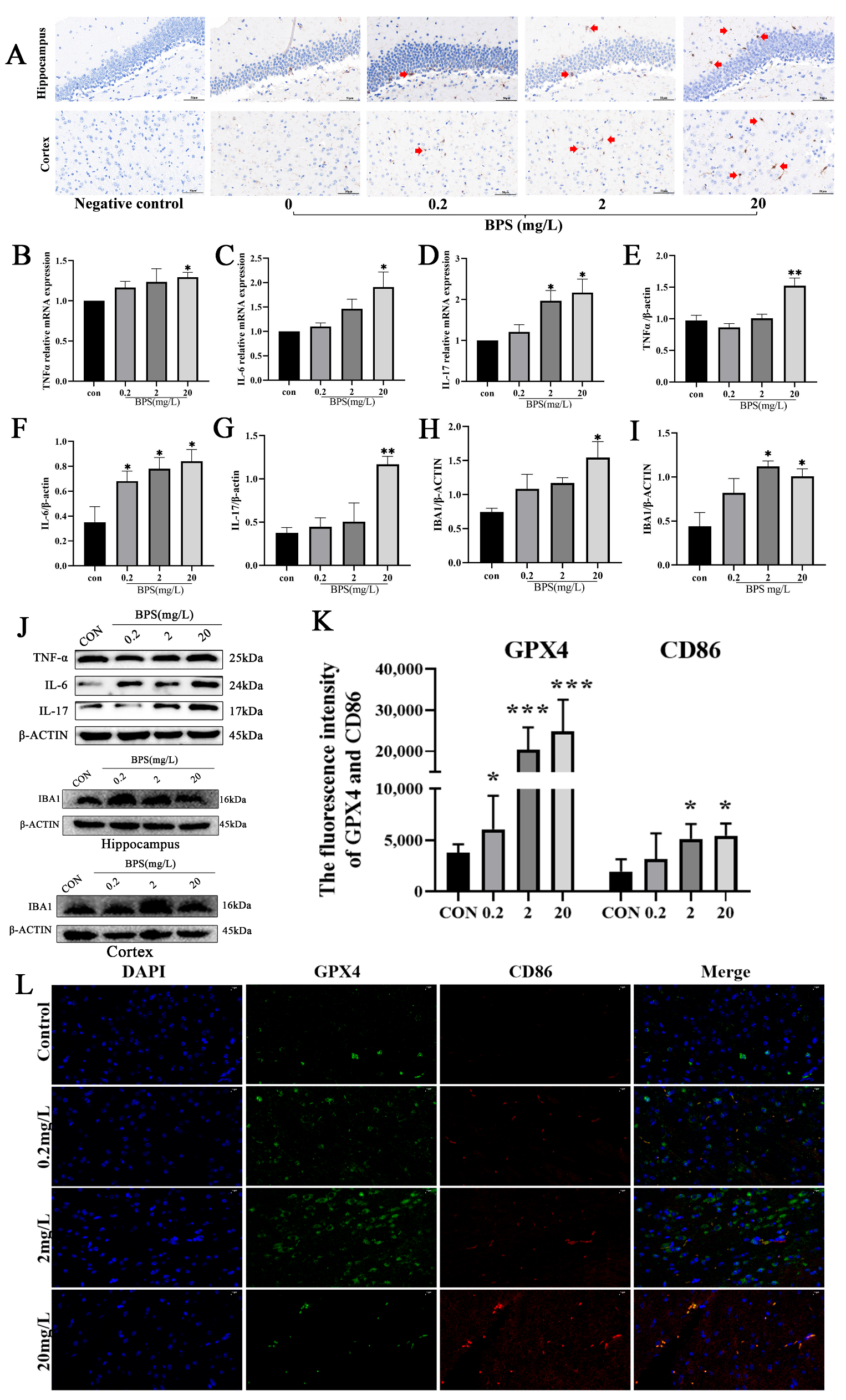 Ijms 26 11953 g005 Ijms 26 11953 g005