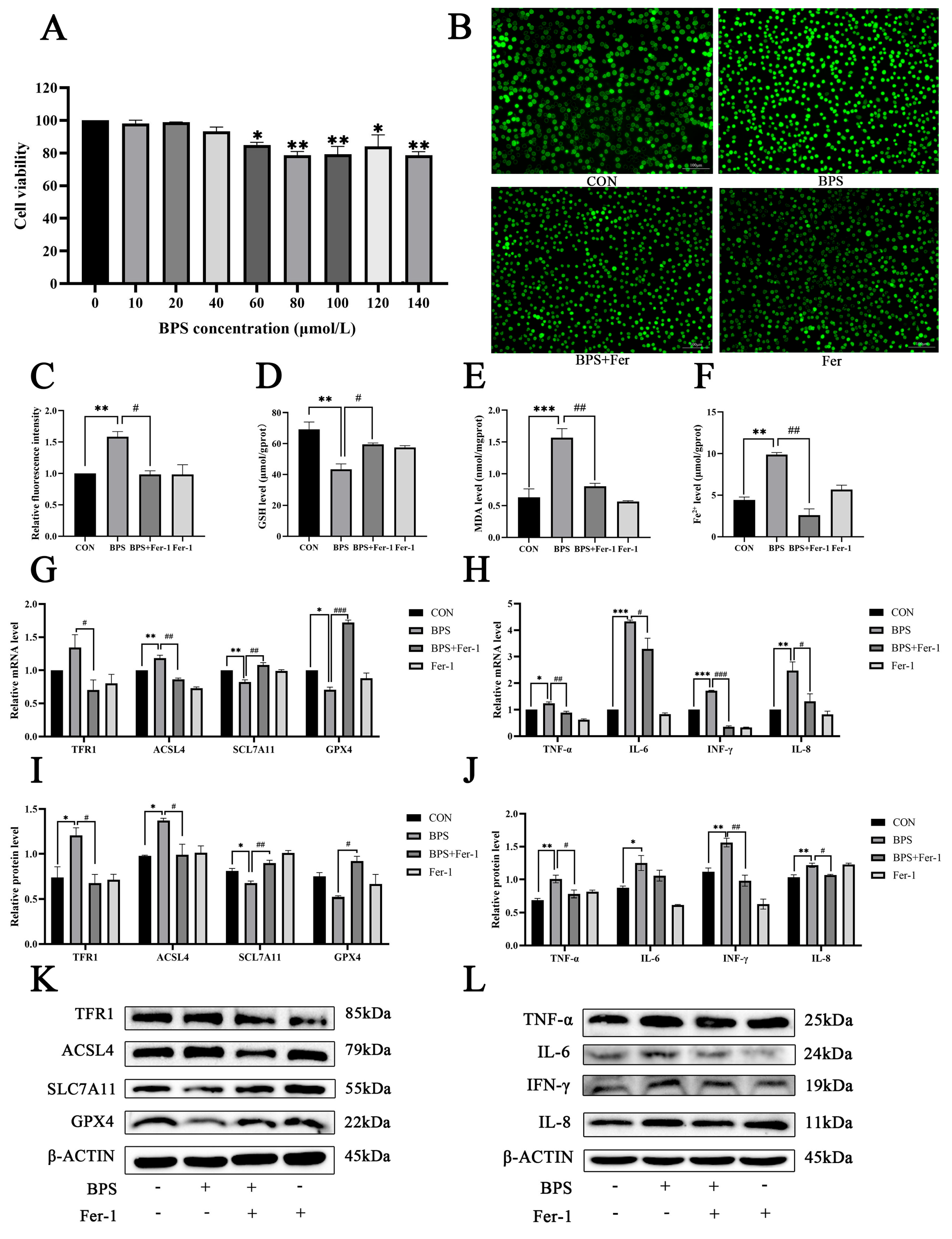 Ijms 26 11953 g006 Ijms 26 11953 g006