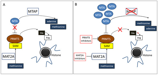 MTAP Deletion as a Therapeutic Vulnerability in Cancer: From Molecular ...