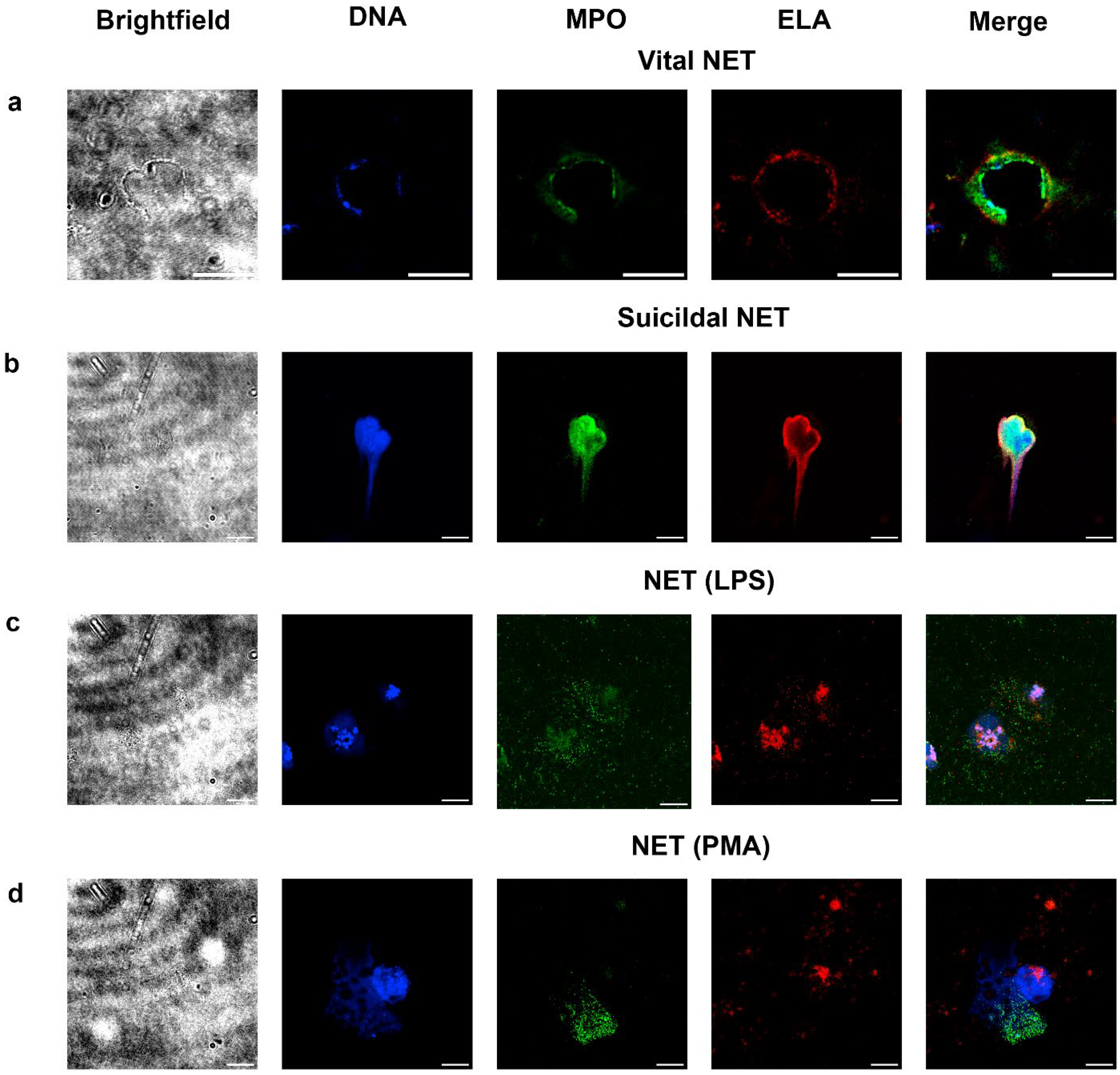 Ijms 26 11958 g002 Ijms 26 11958 g002