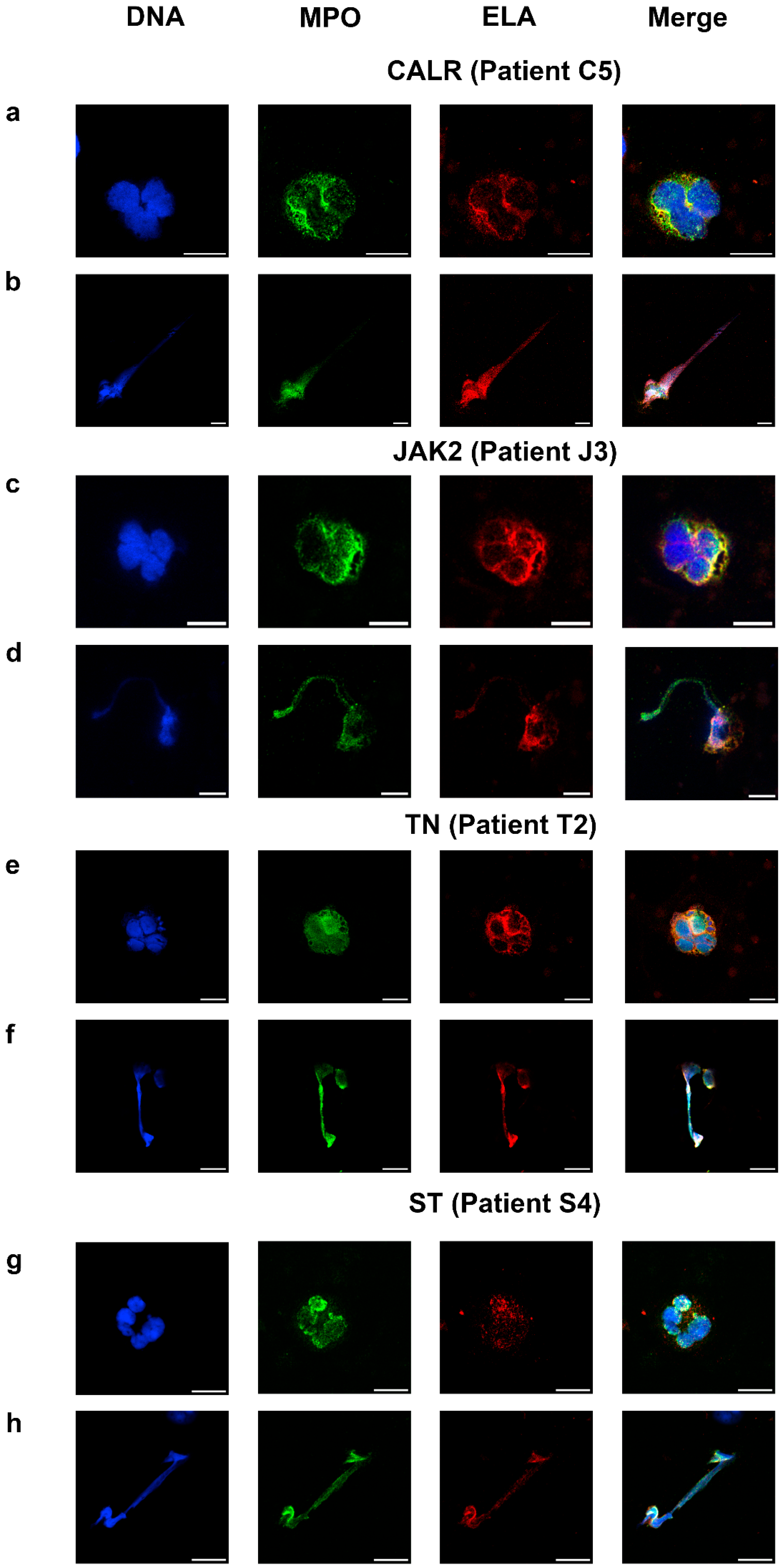 Ijms 26 11958 g003 Ijms 26 11958 g003