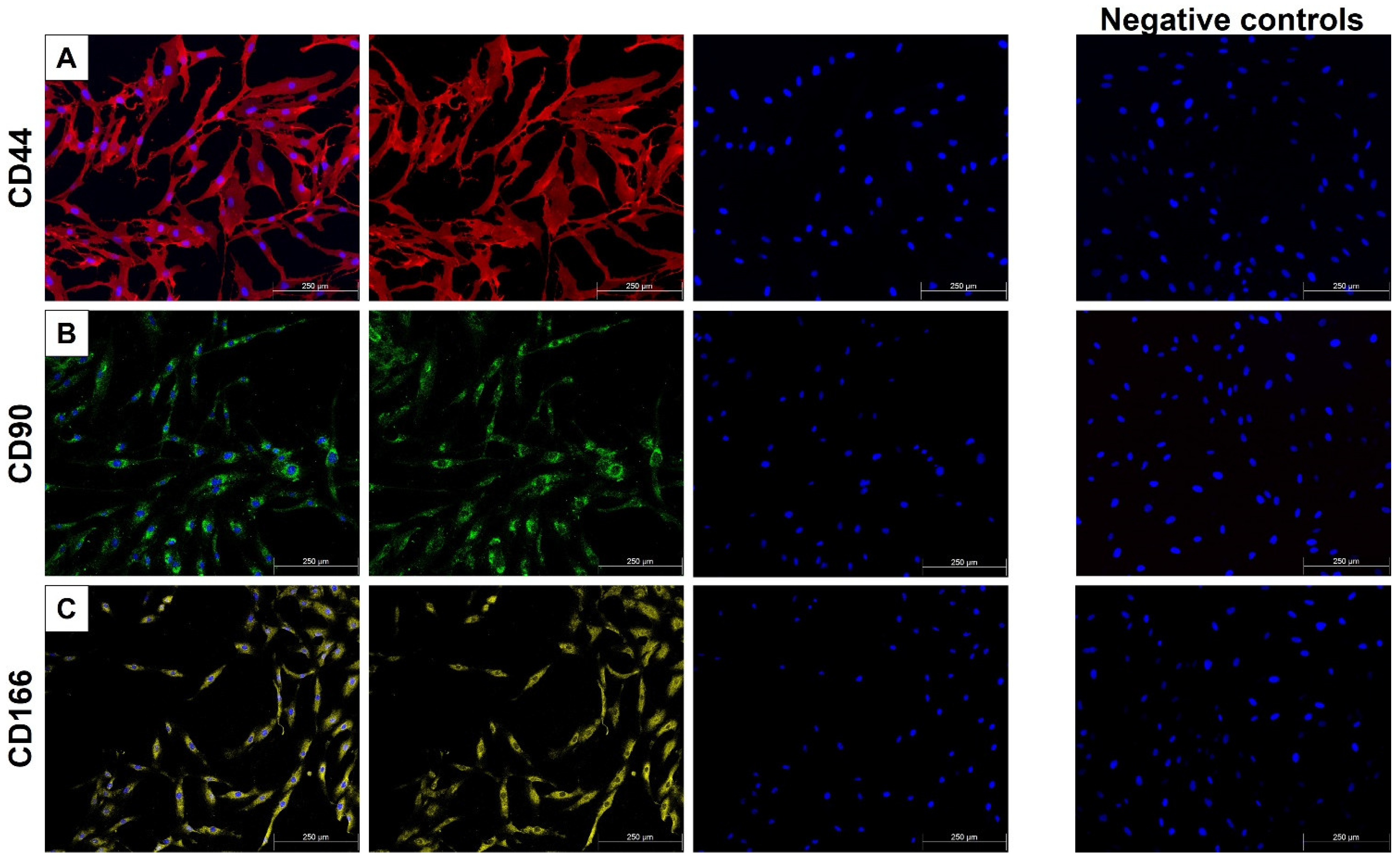 Ijms 26 11965 g001 Ijms 26 11965 g001