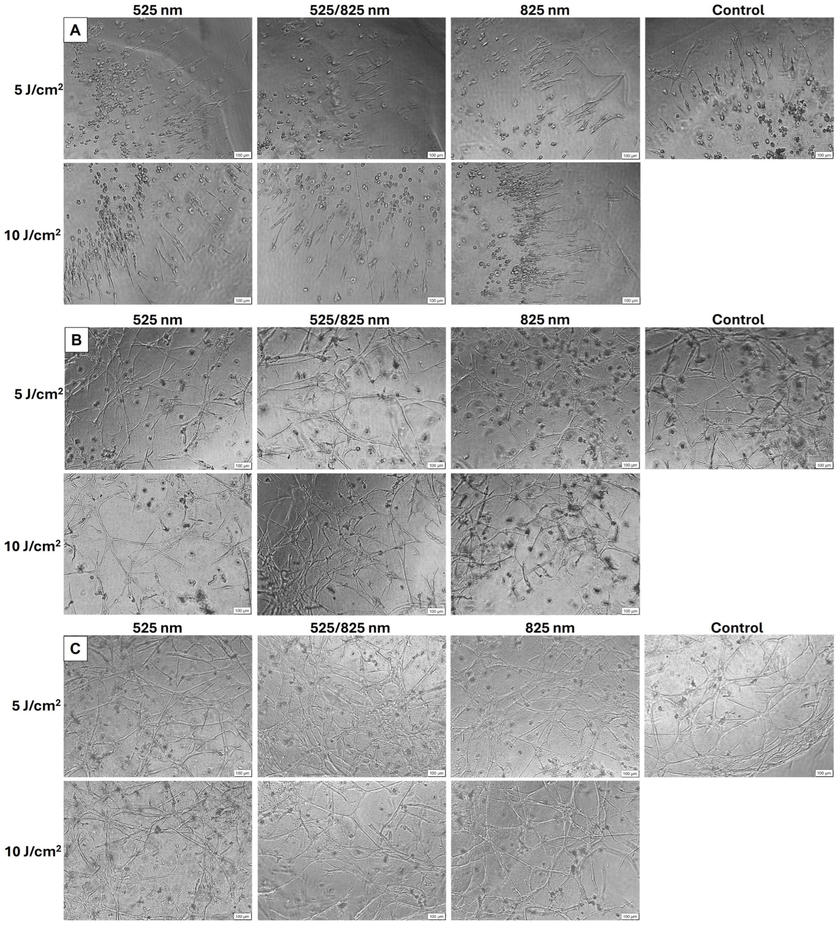 Ijms 26 11965 g002 Ijms 26 11965 g002