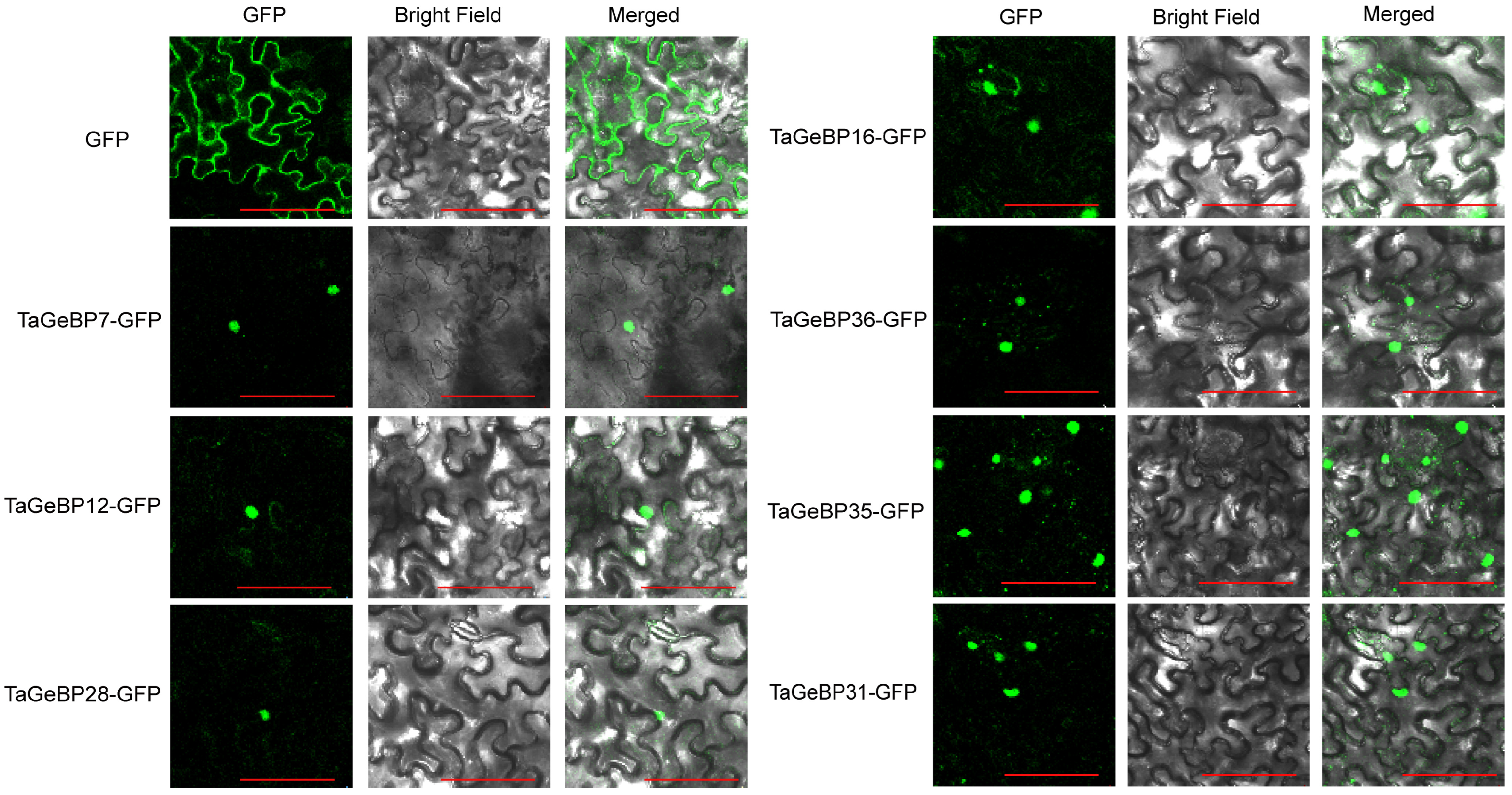 Ijms 26 11972 g010 Ijms 26 11972 g010
