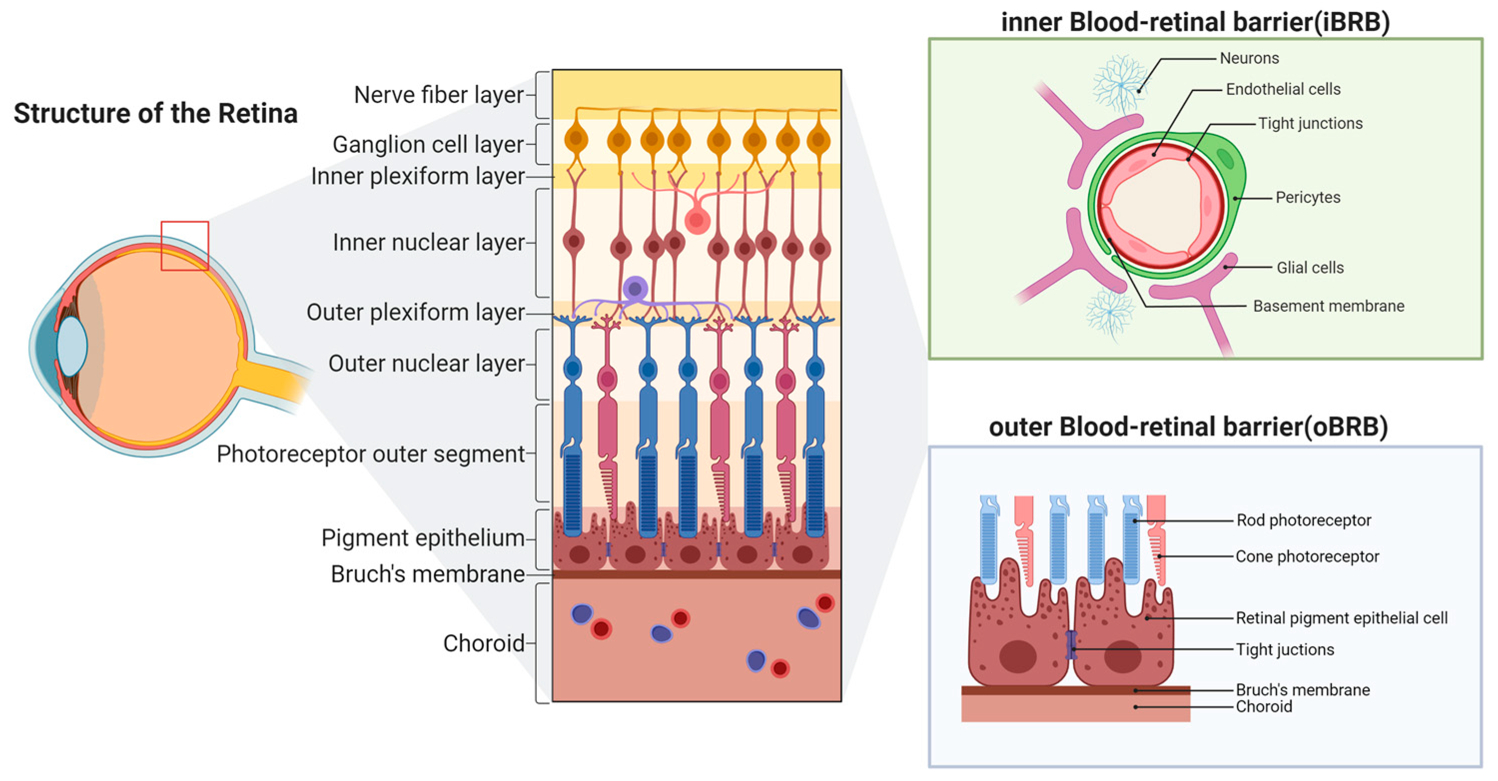 Ijms 26 11984 g001 Ijms 26 11984 g001