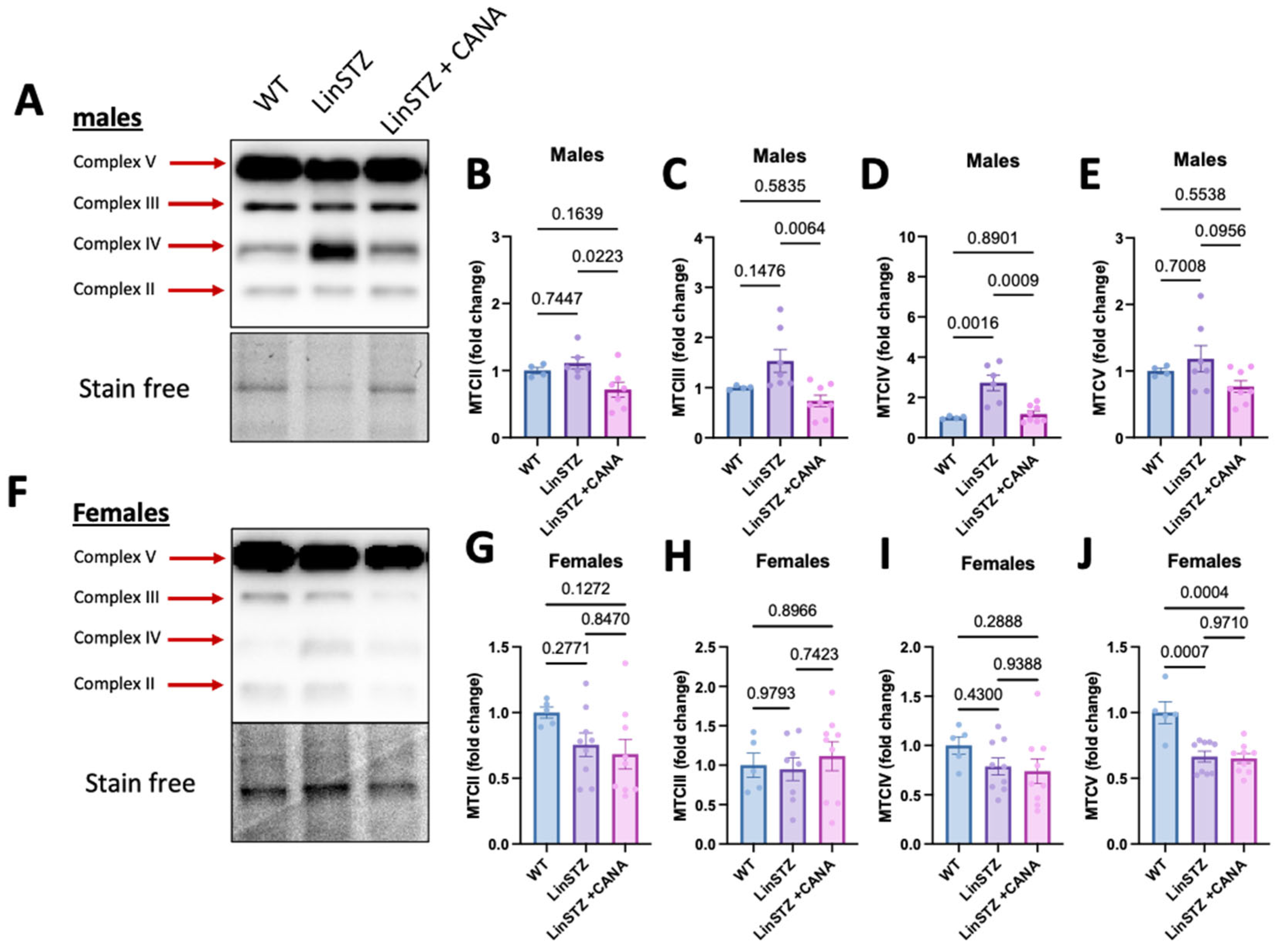Ijms 26 11988 g006 Ijms 26 11988 g006