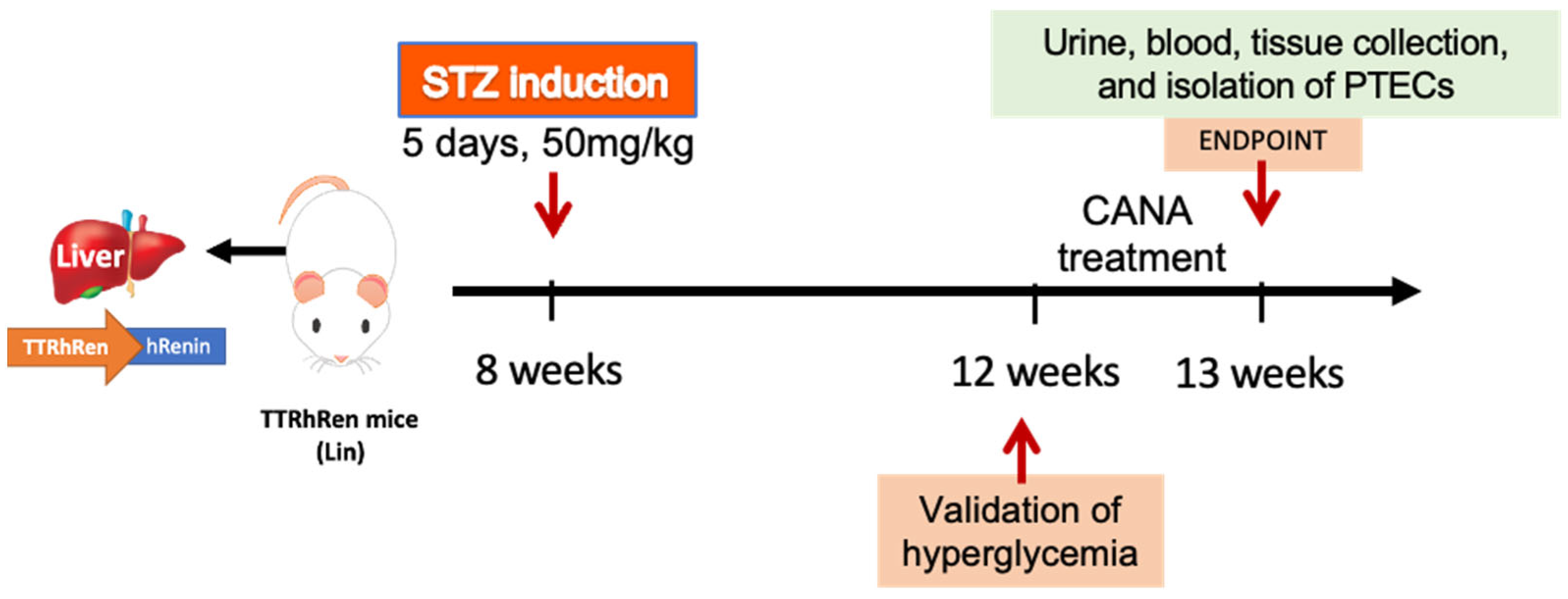 Ijms 26 11988 g007 Ijms 26 11988 g007