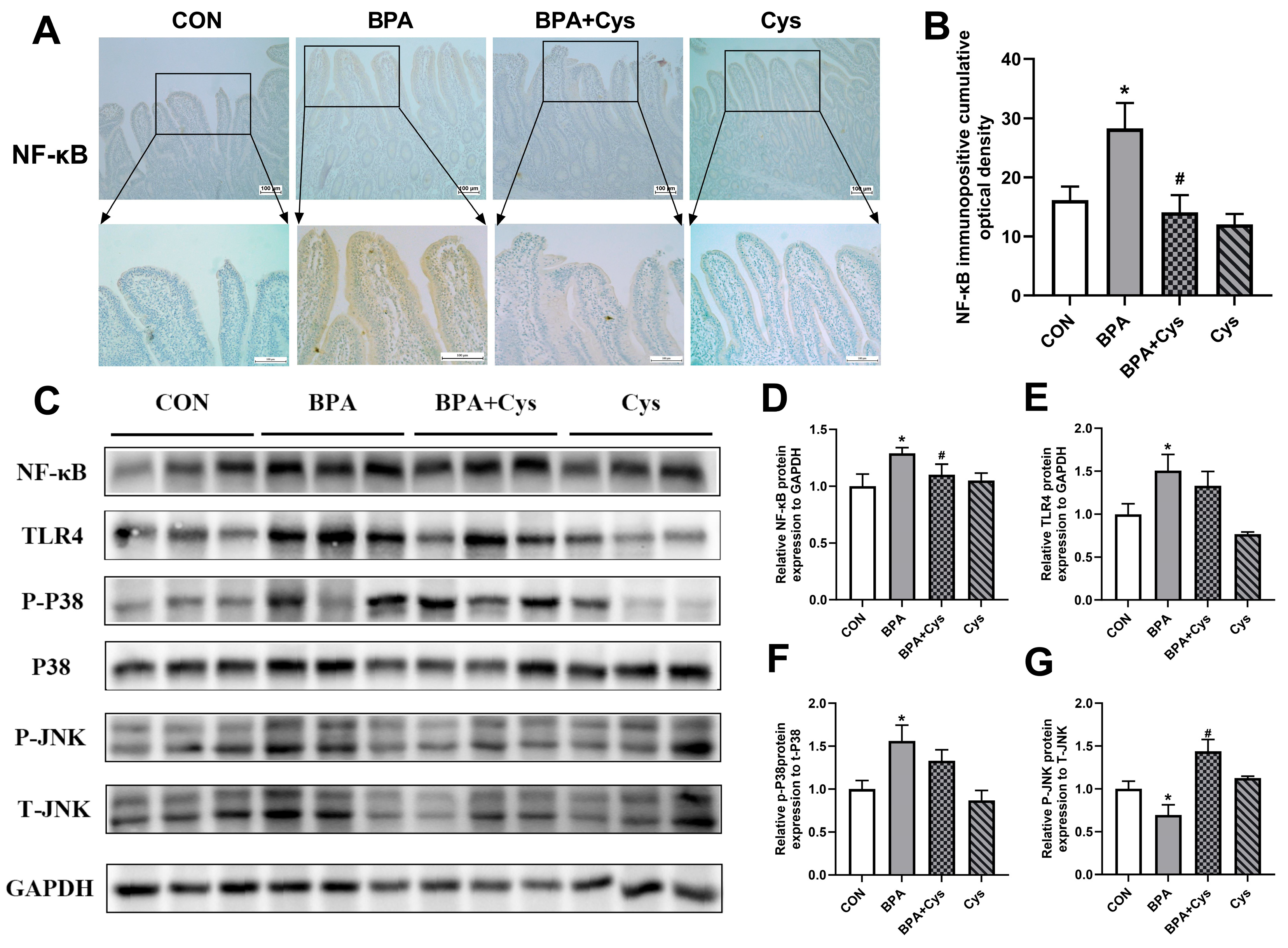 Ijms 26 11991 g006 Ijms 26 11991 g006