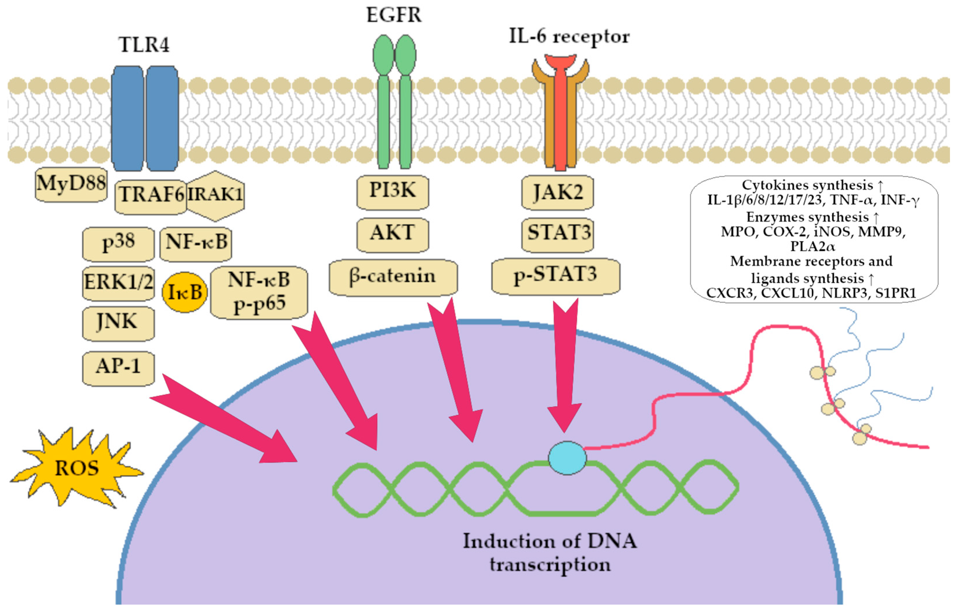 Ijms 26 12021 g003 Ijms 26 12021 g003