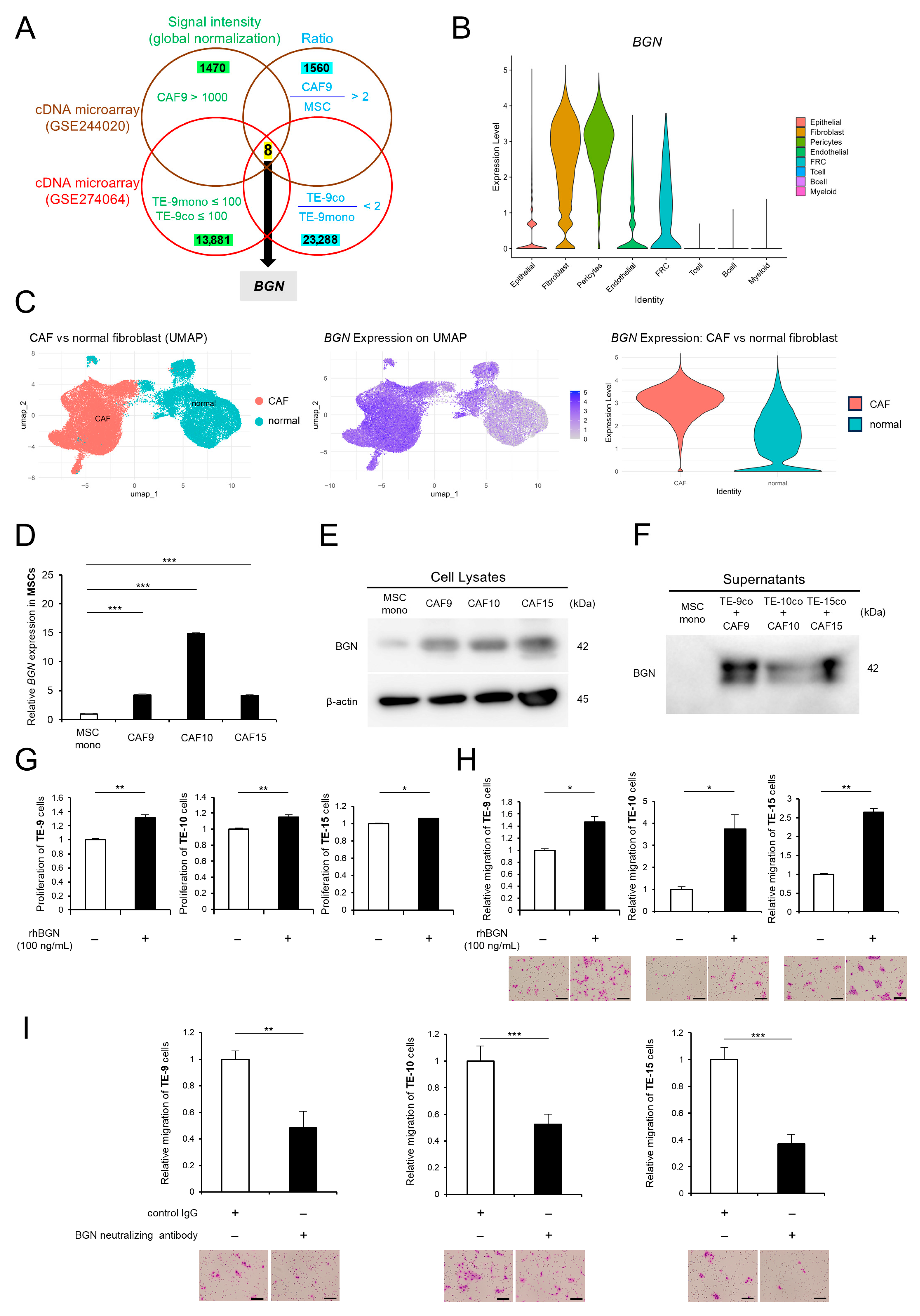 Ijms 26 12024 g001 Ijms 26 12024 g001