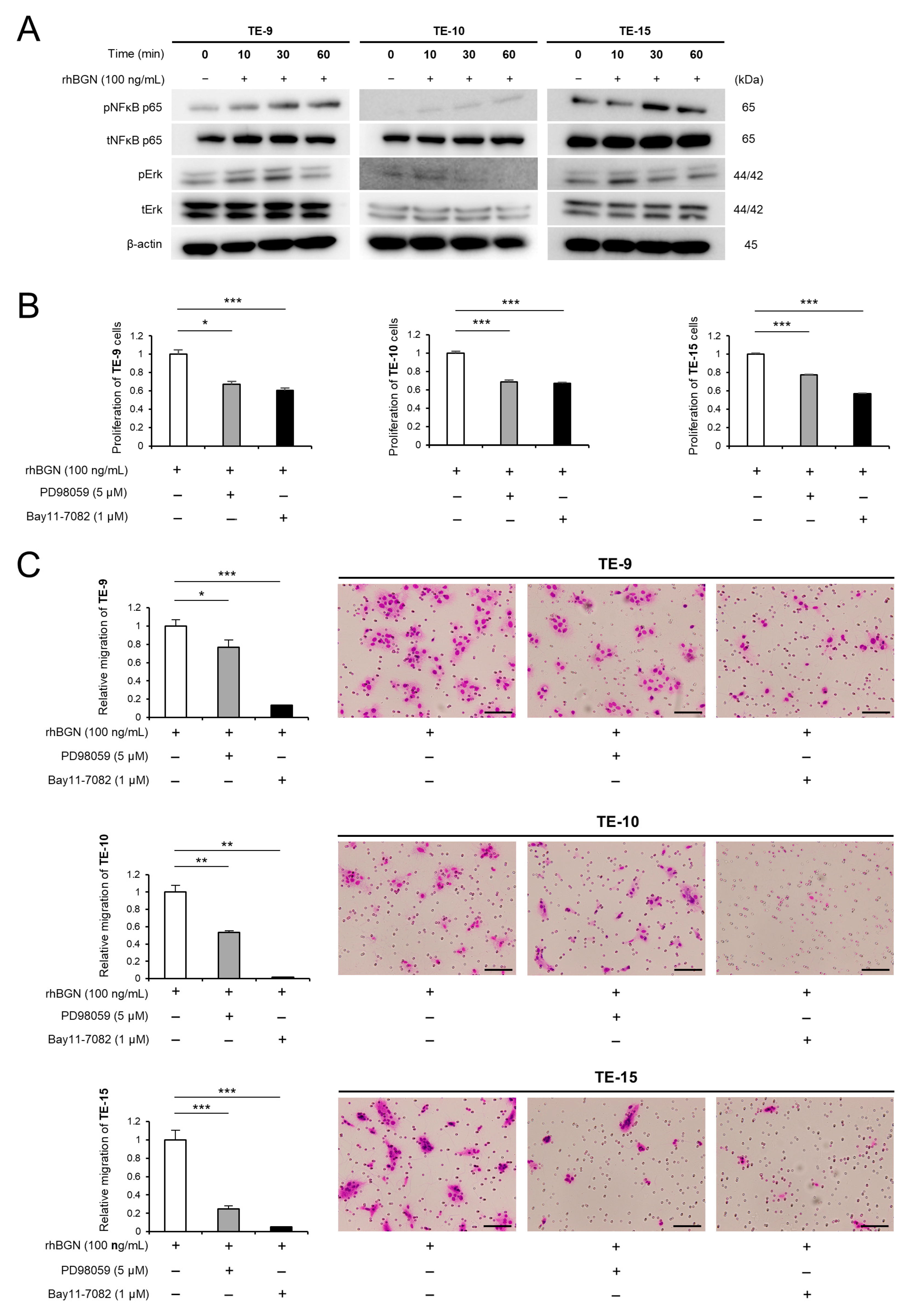 Ijms 26 12024 g003 Ijms 26 12024 g003