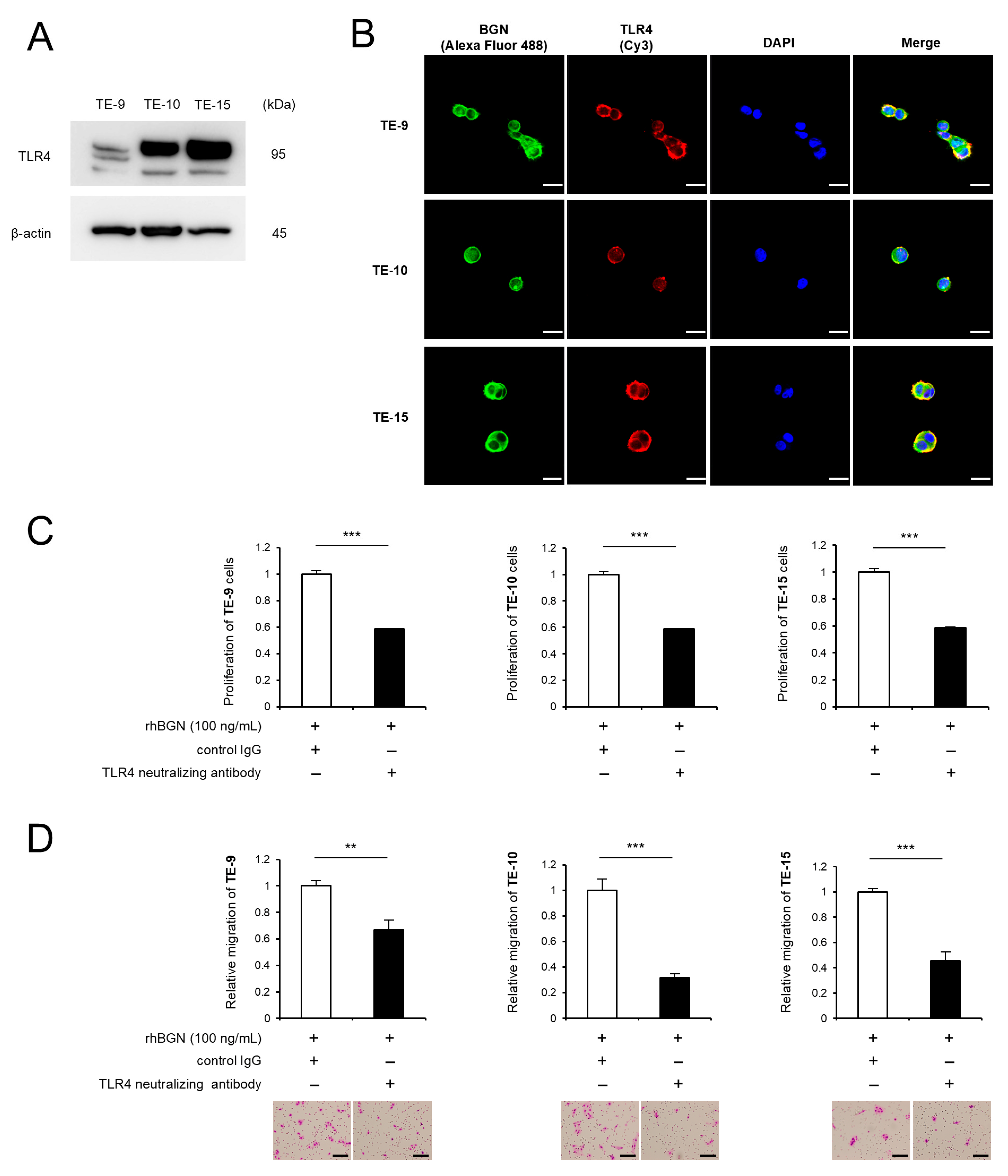 Ijms 26 12024 g004 Ijms 26 12024 g004