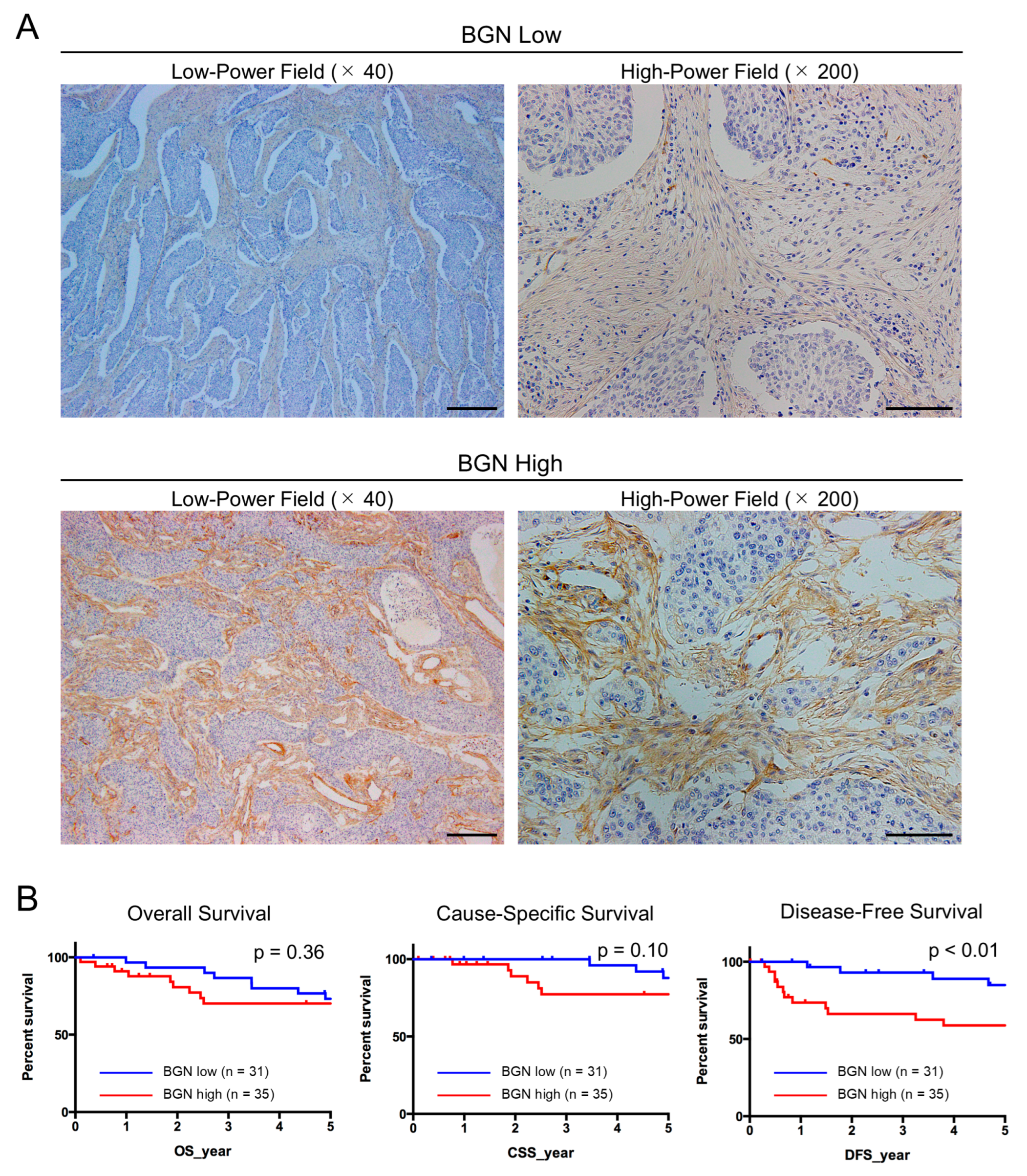 Ijms 26 12024 g006 Ijms 26 12024 g006