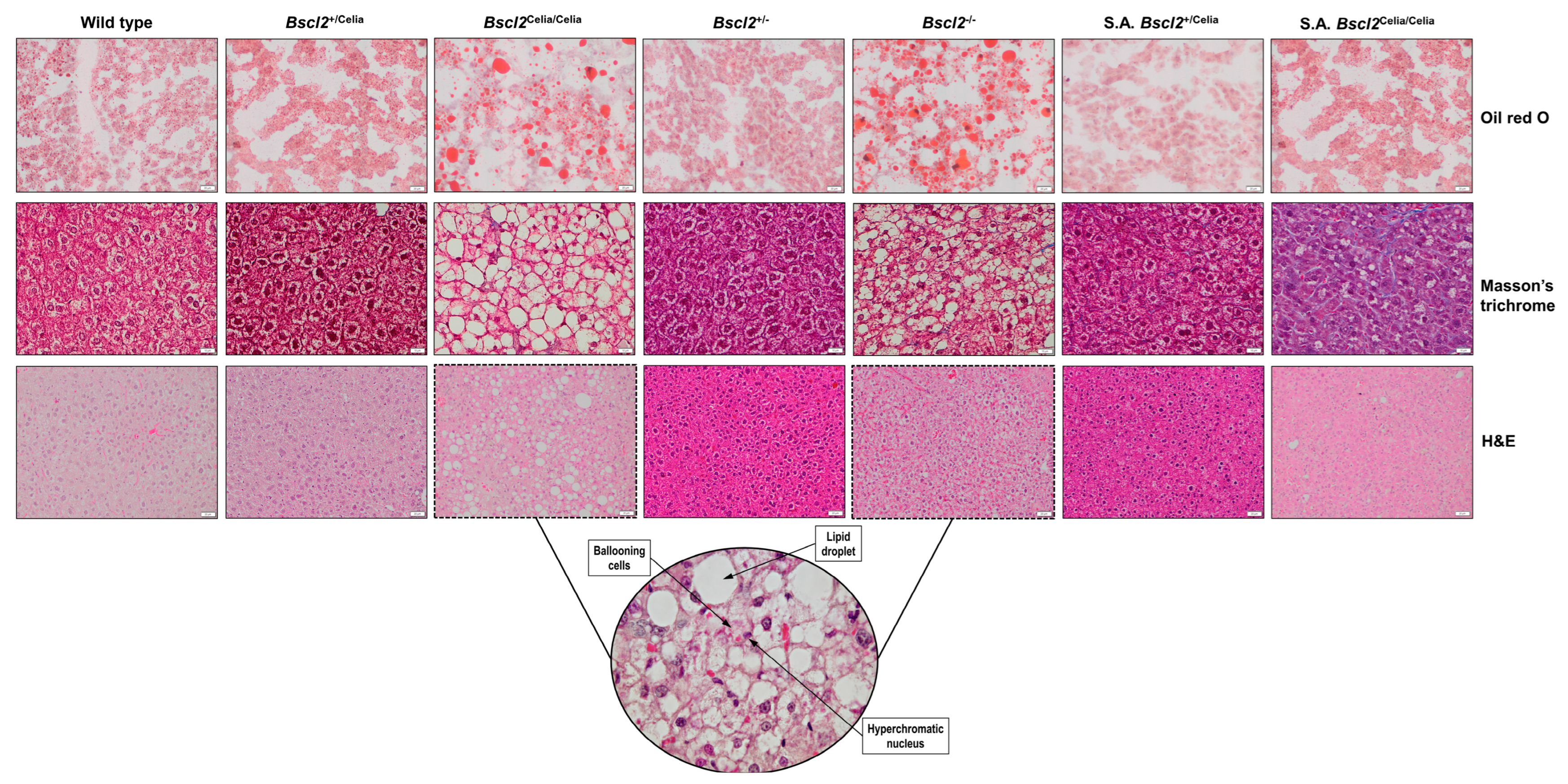 Ijms 26 12037 g002 Ijms 26 12037 g002