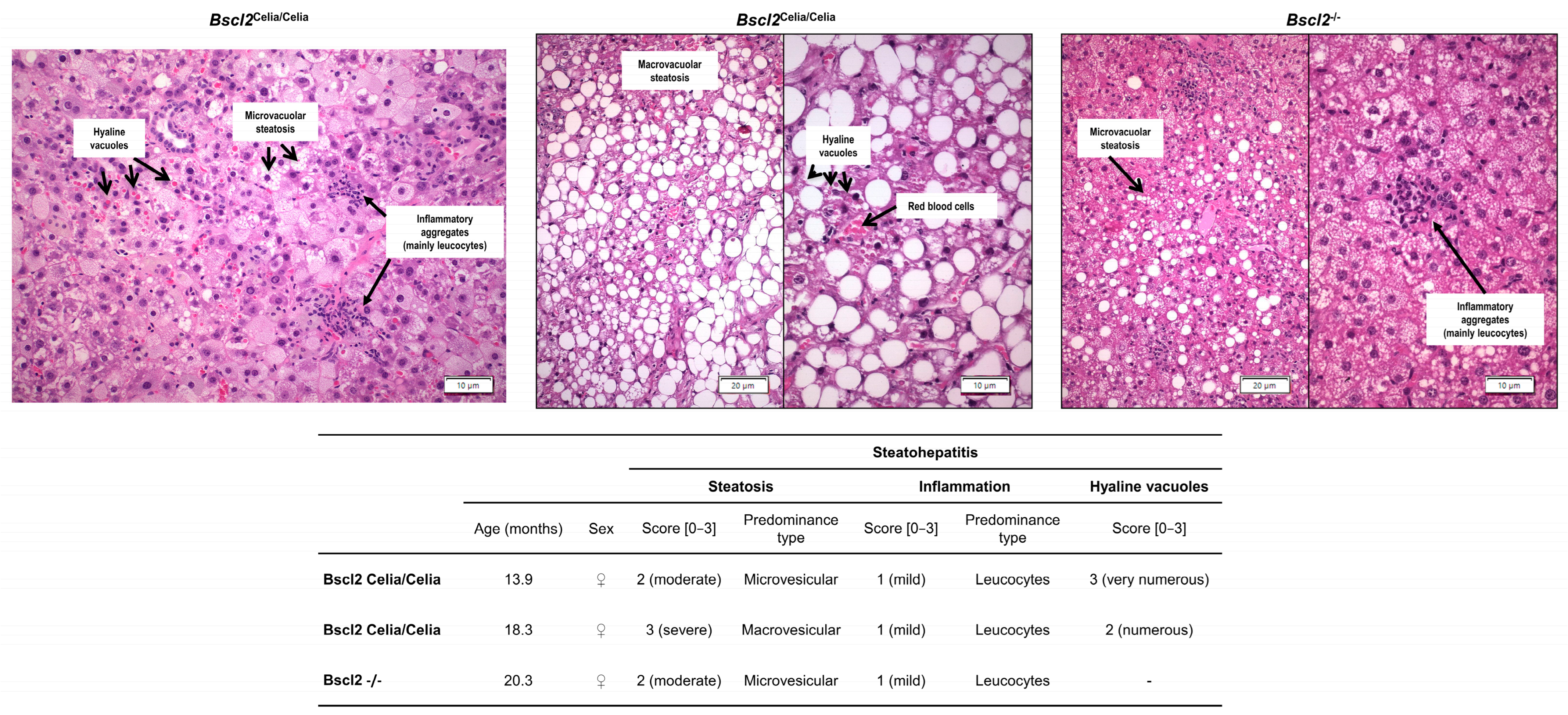 Ijms 26 12037 g003 Ijms 26 12037 g003