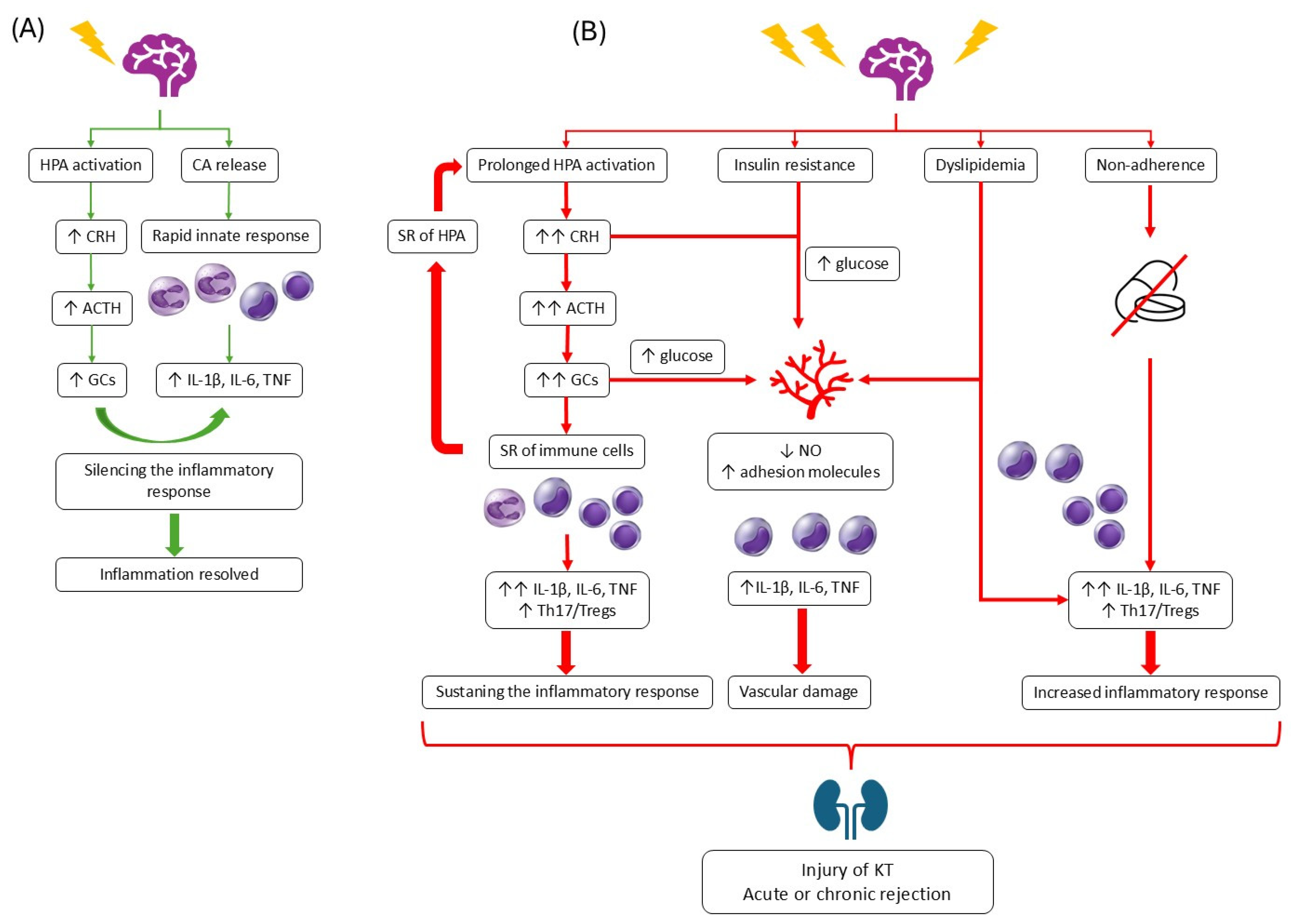 Ijms 26 12041 g001 Ijms 26 12041 g001
