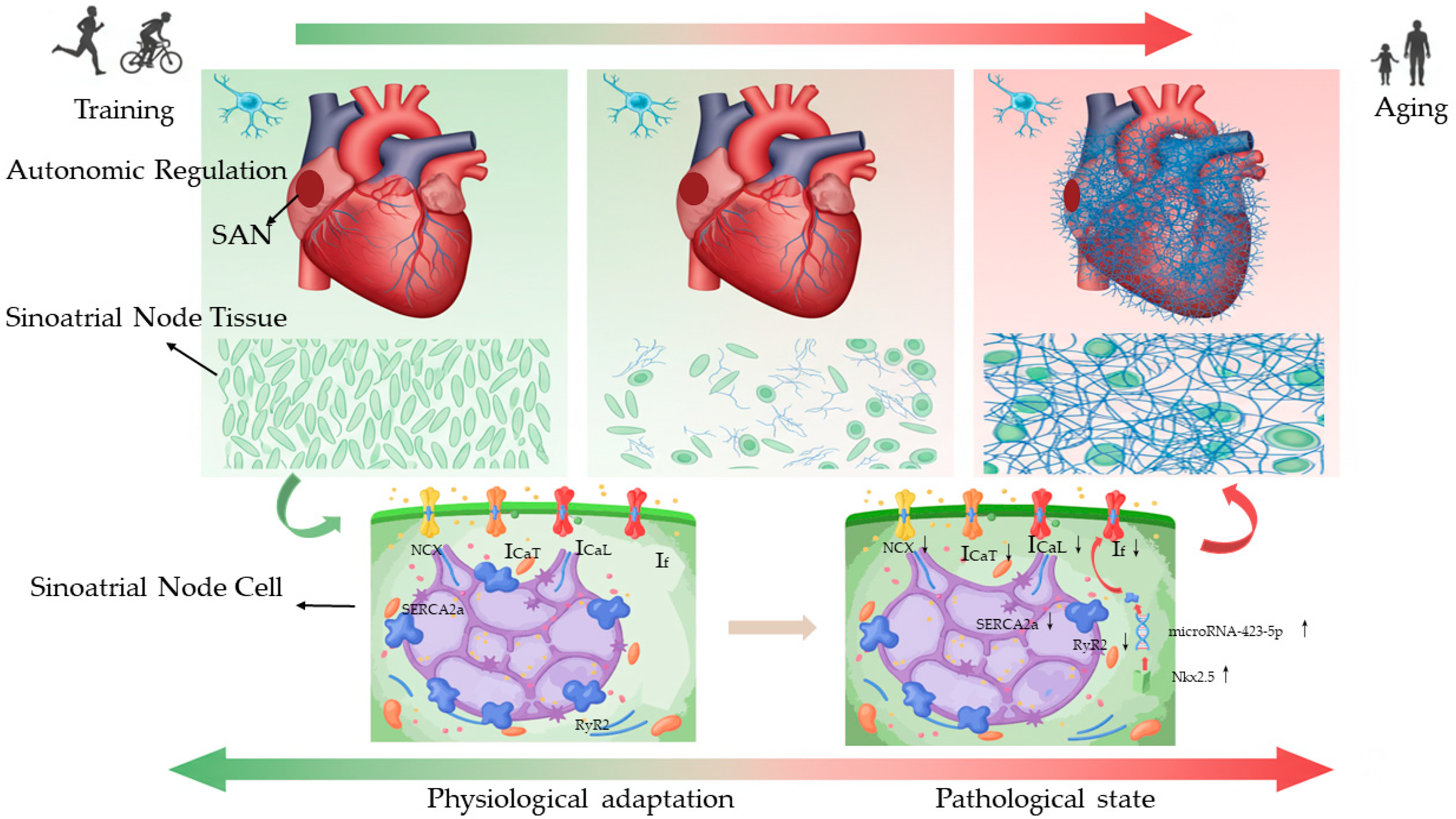 Ijms 26 12052 g001 Ijms 26 12052 g001