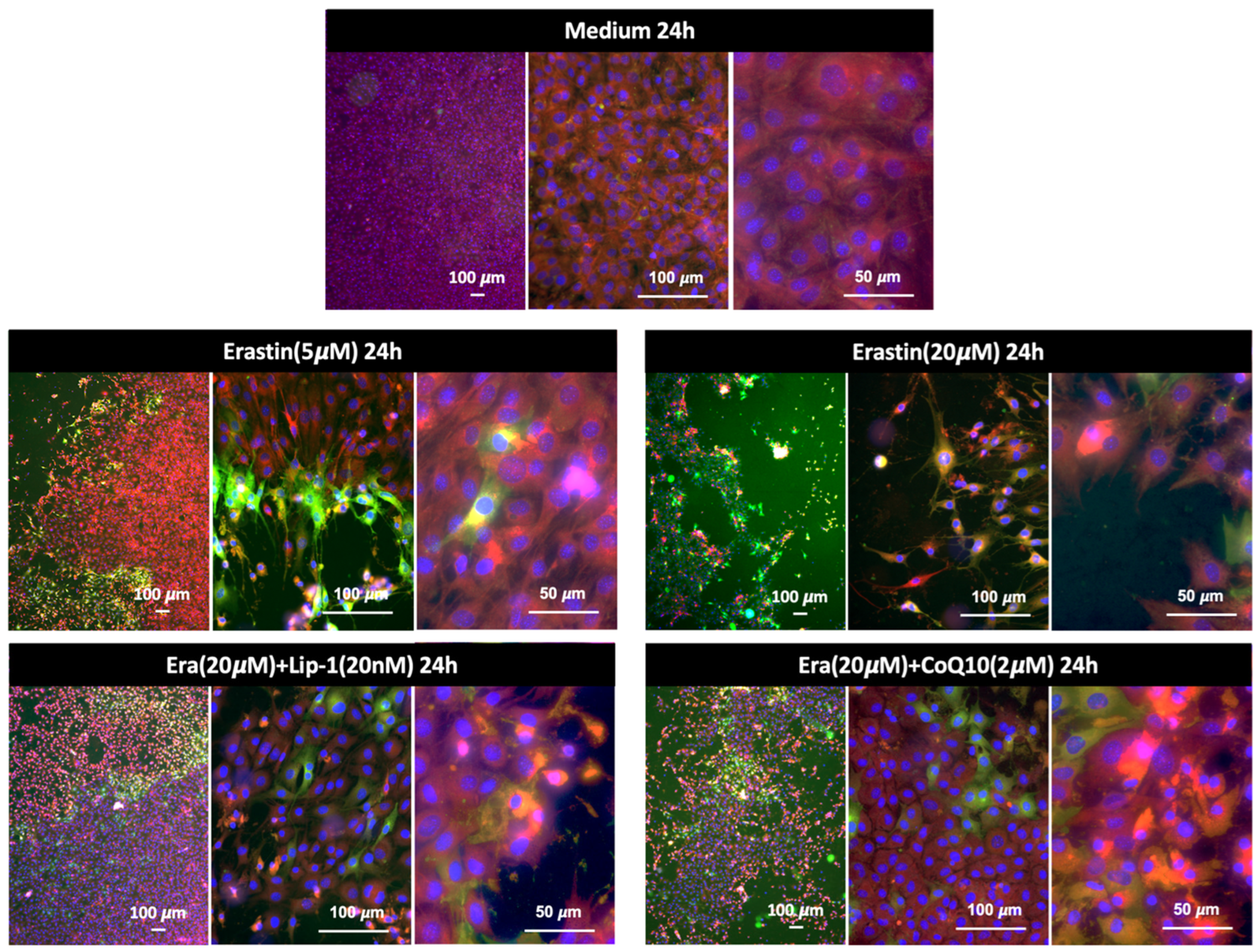 Ijms 26 12059 g005 Ijms 26 12059 g005